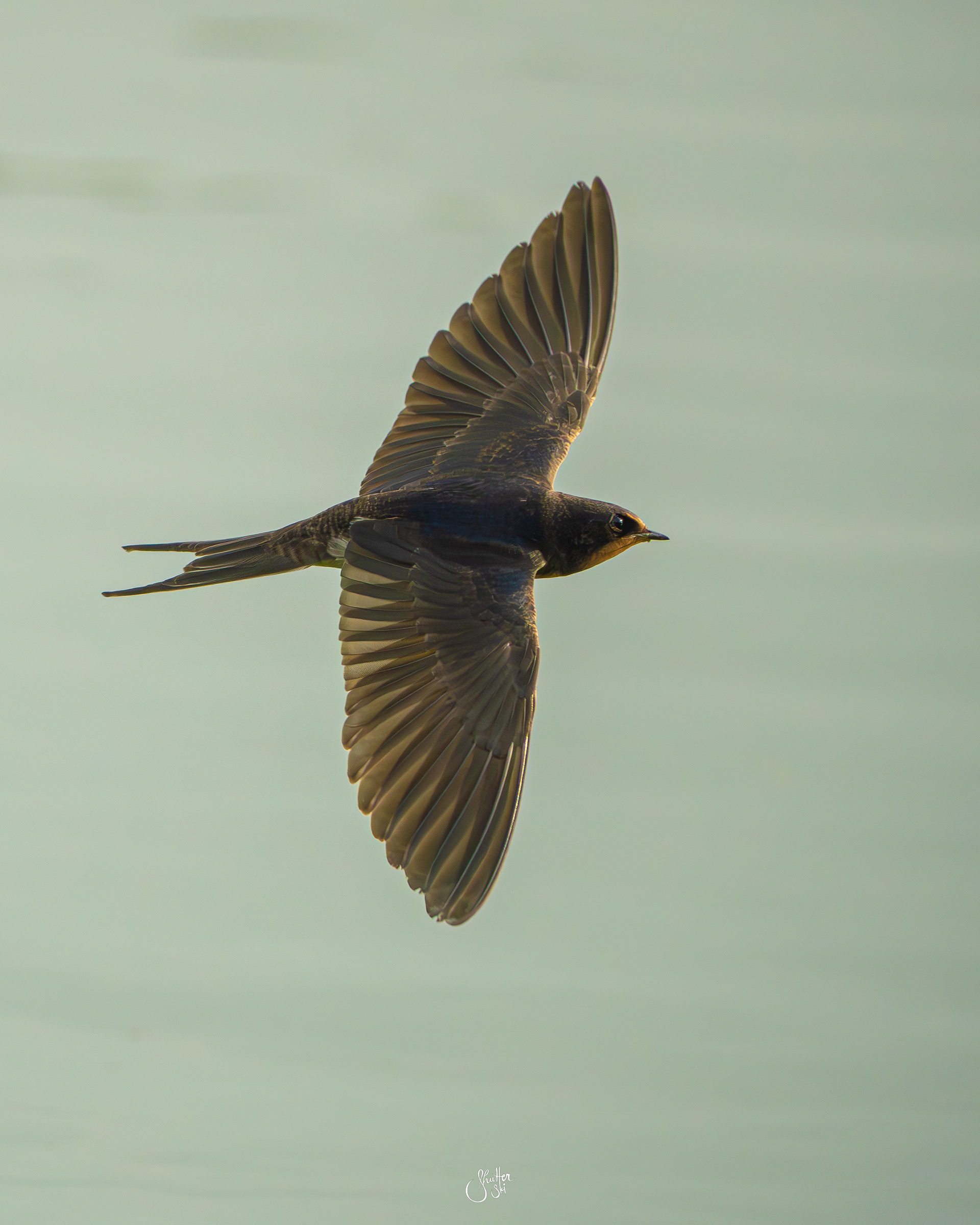 Barn Swallow