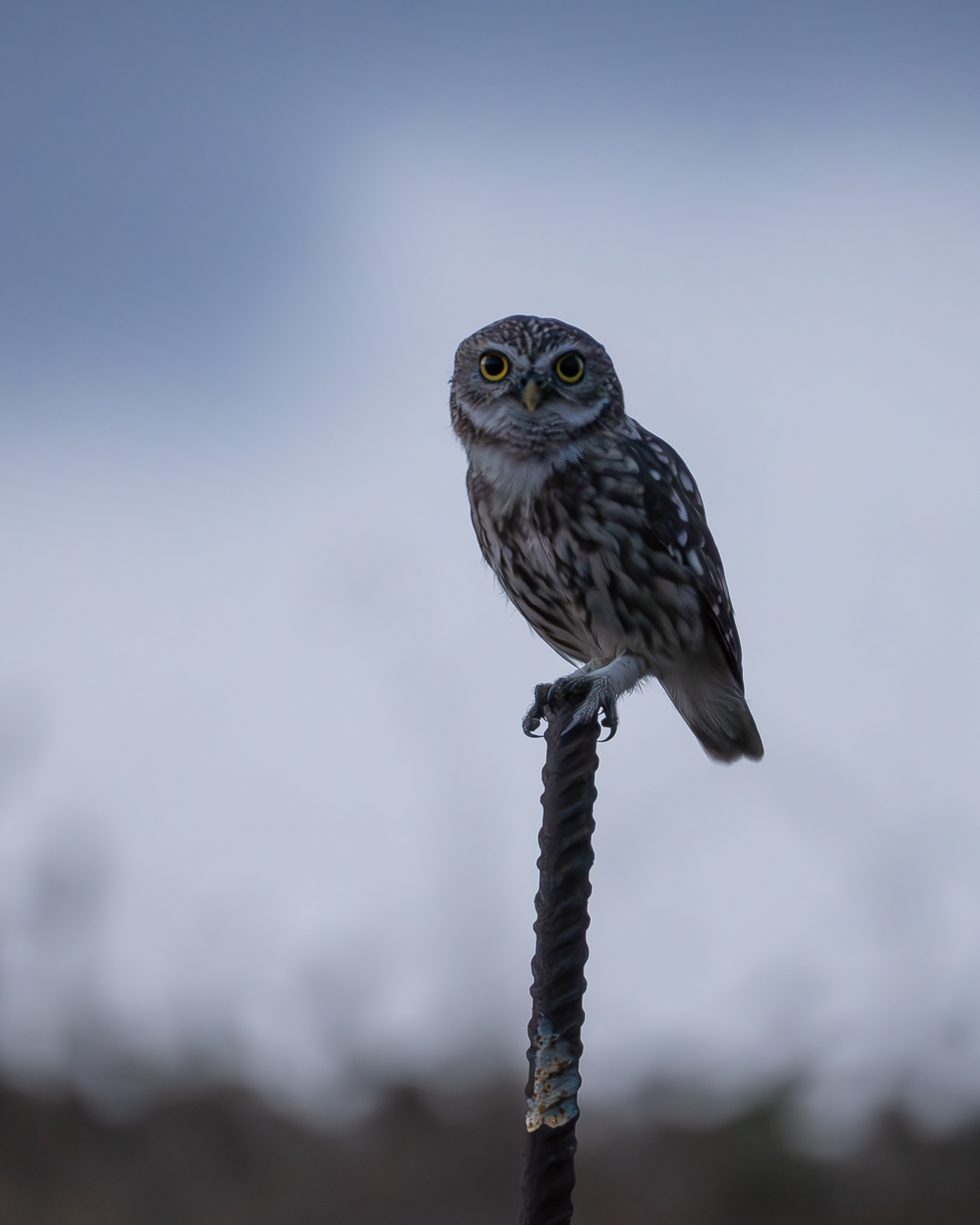 Little Owl