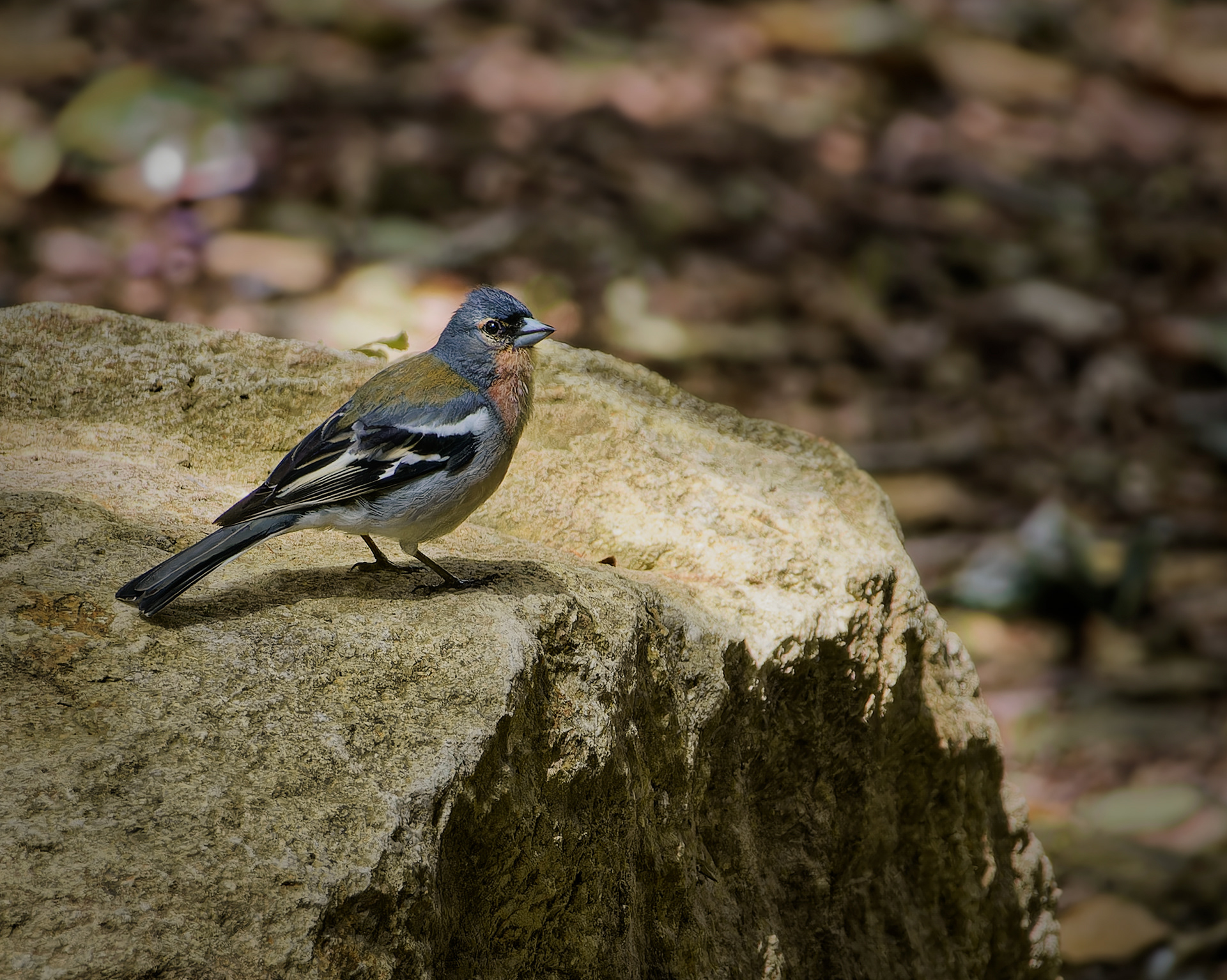 Male Common Chaffinch