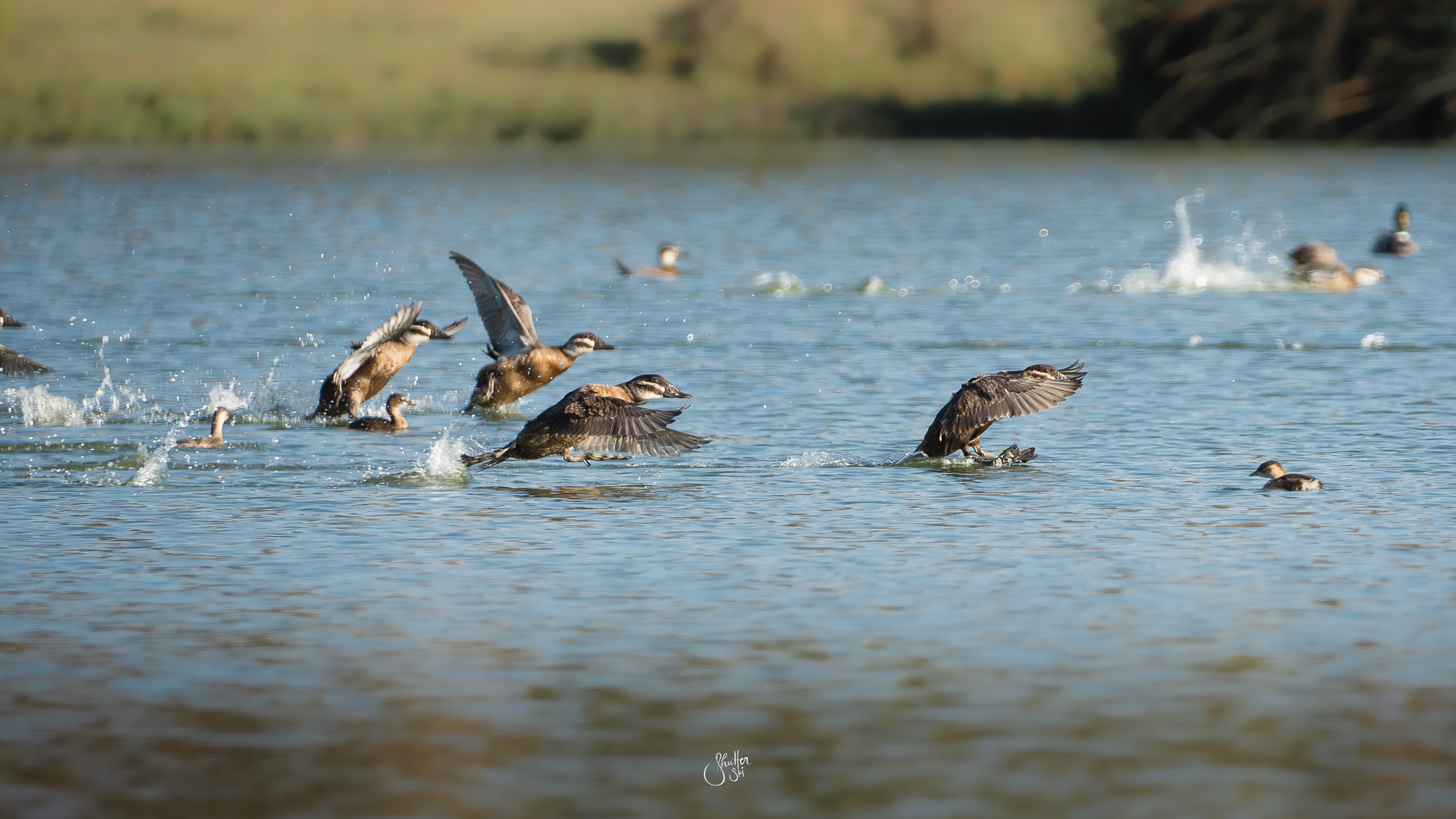 White Headed Ducklings