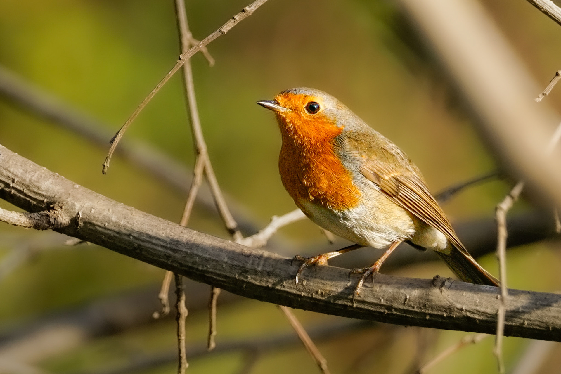 European Robin