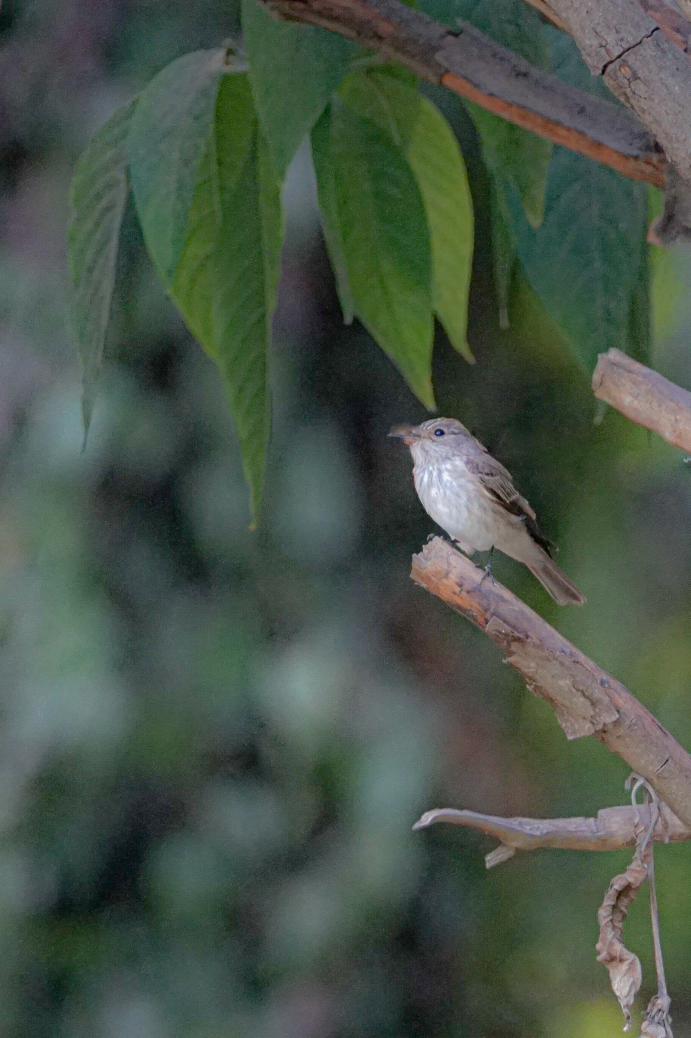 Spotted Flychatcher