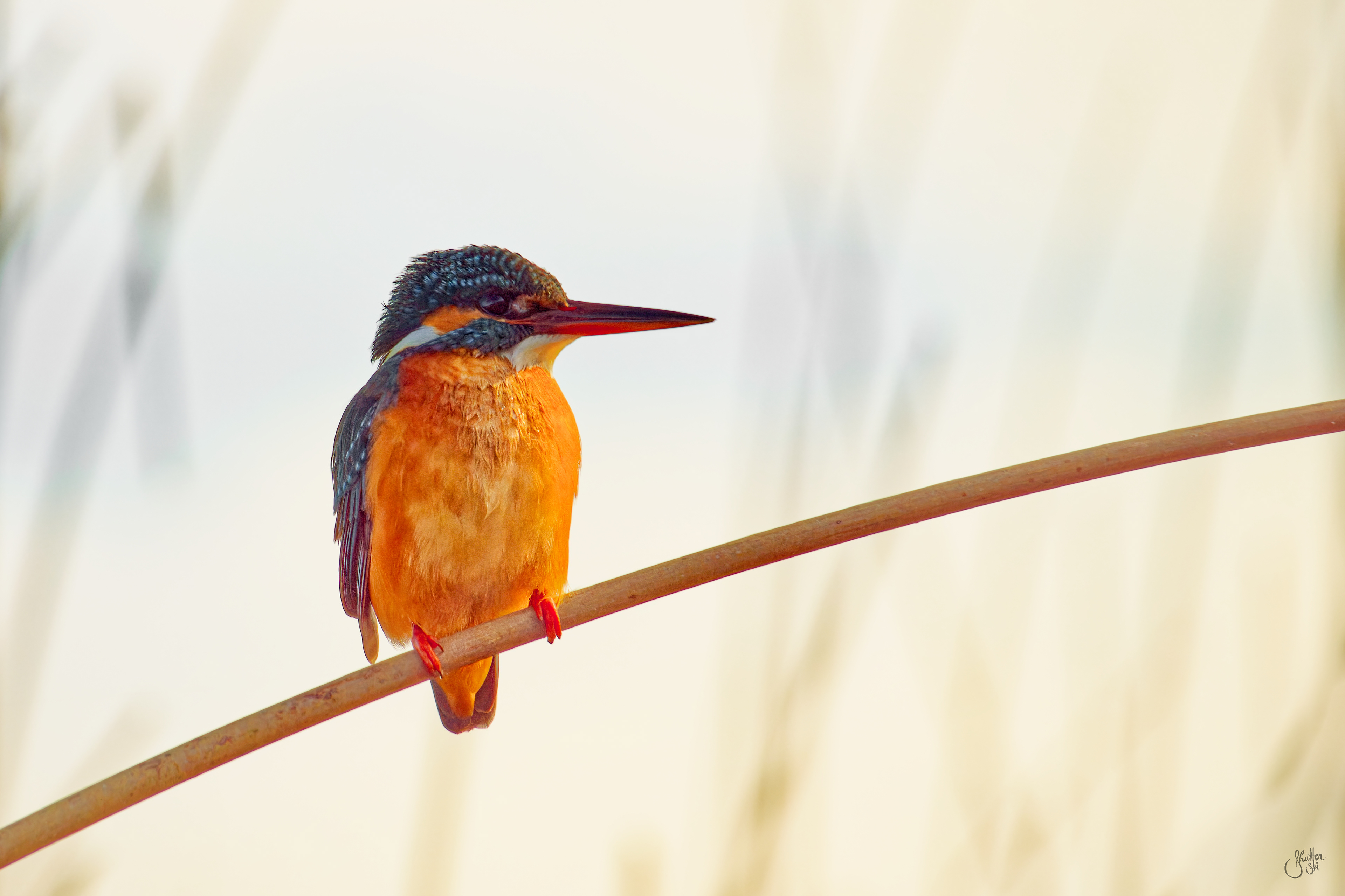 Common Kingfisher