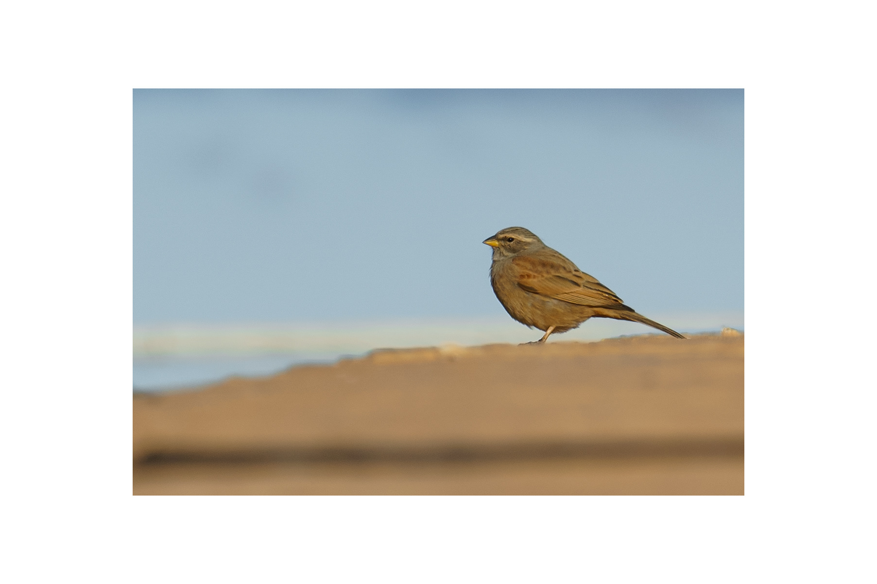 House Bunting (Emberiza sahari)