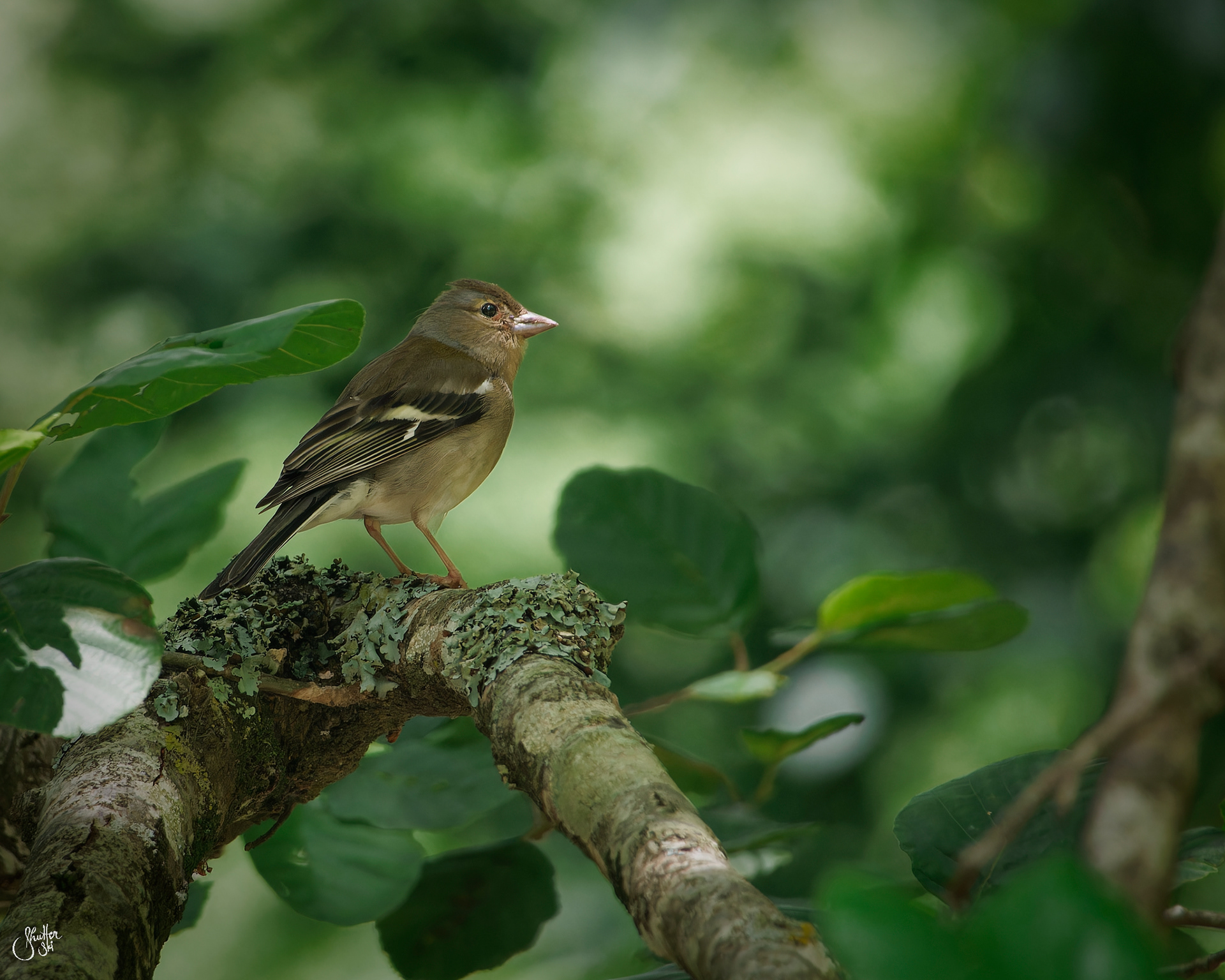 Female Common Chaffinch
