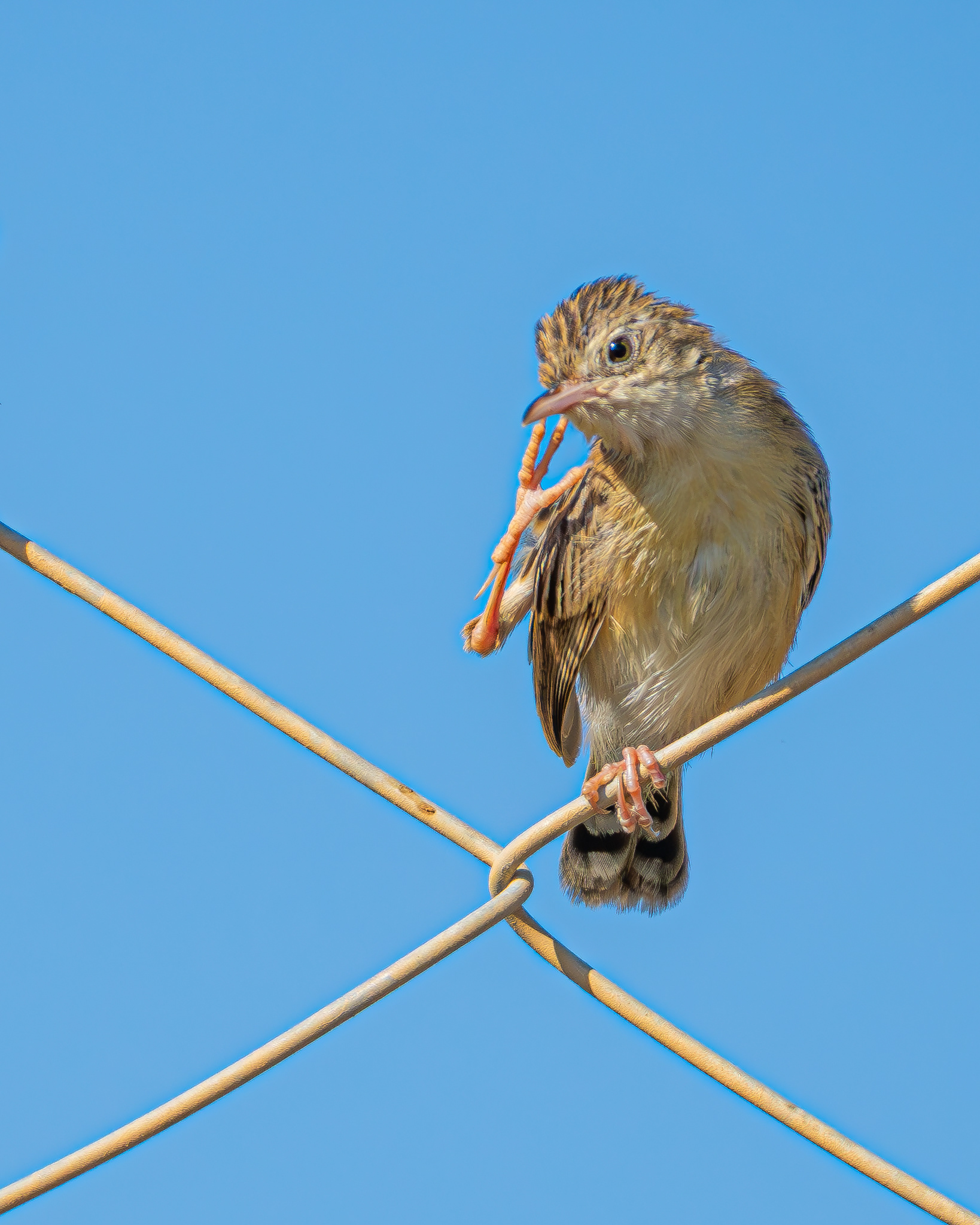 Zitting Cisticola