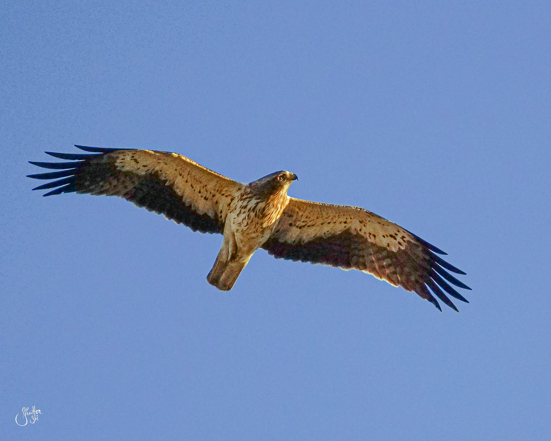 Booted Eagle