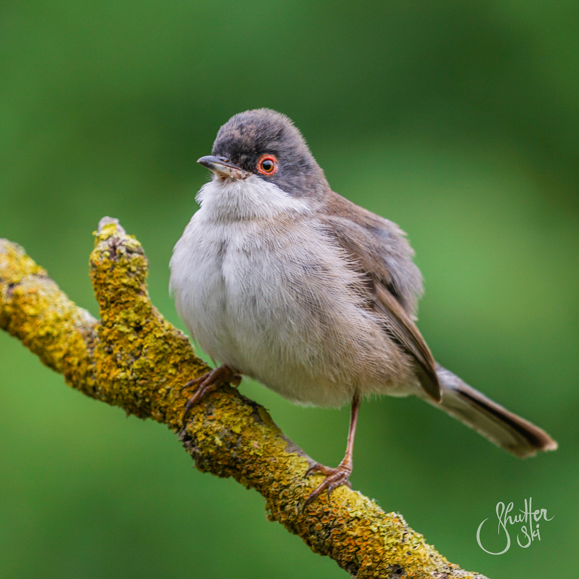 Sardinian Warbler (Sylvia melanocephala)