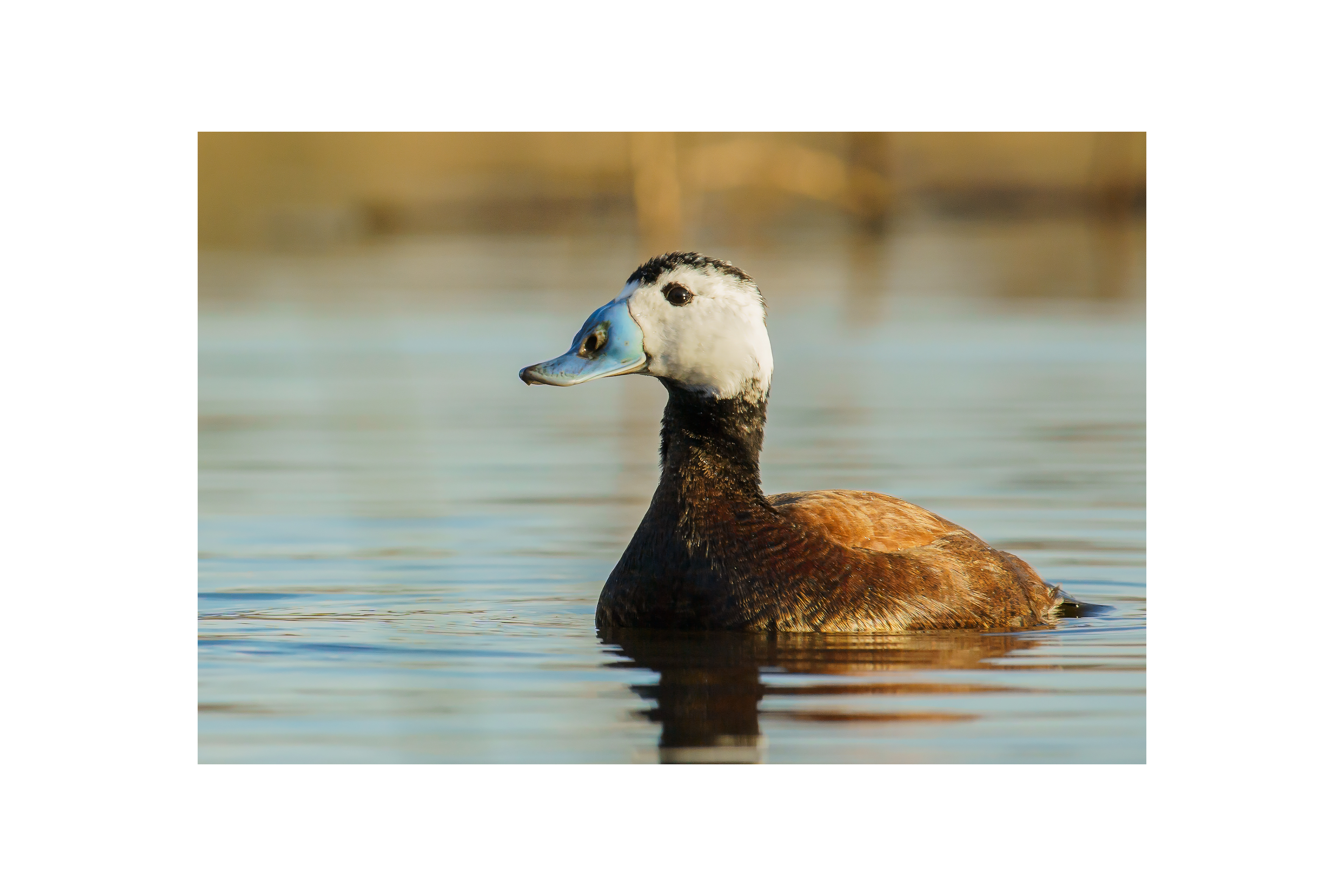 White Headed Duck (Oxyura leucocephala)