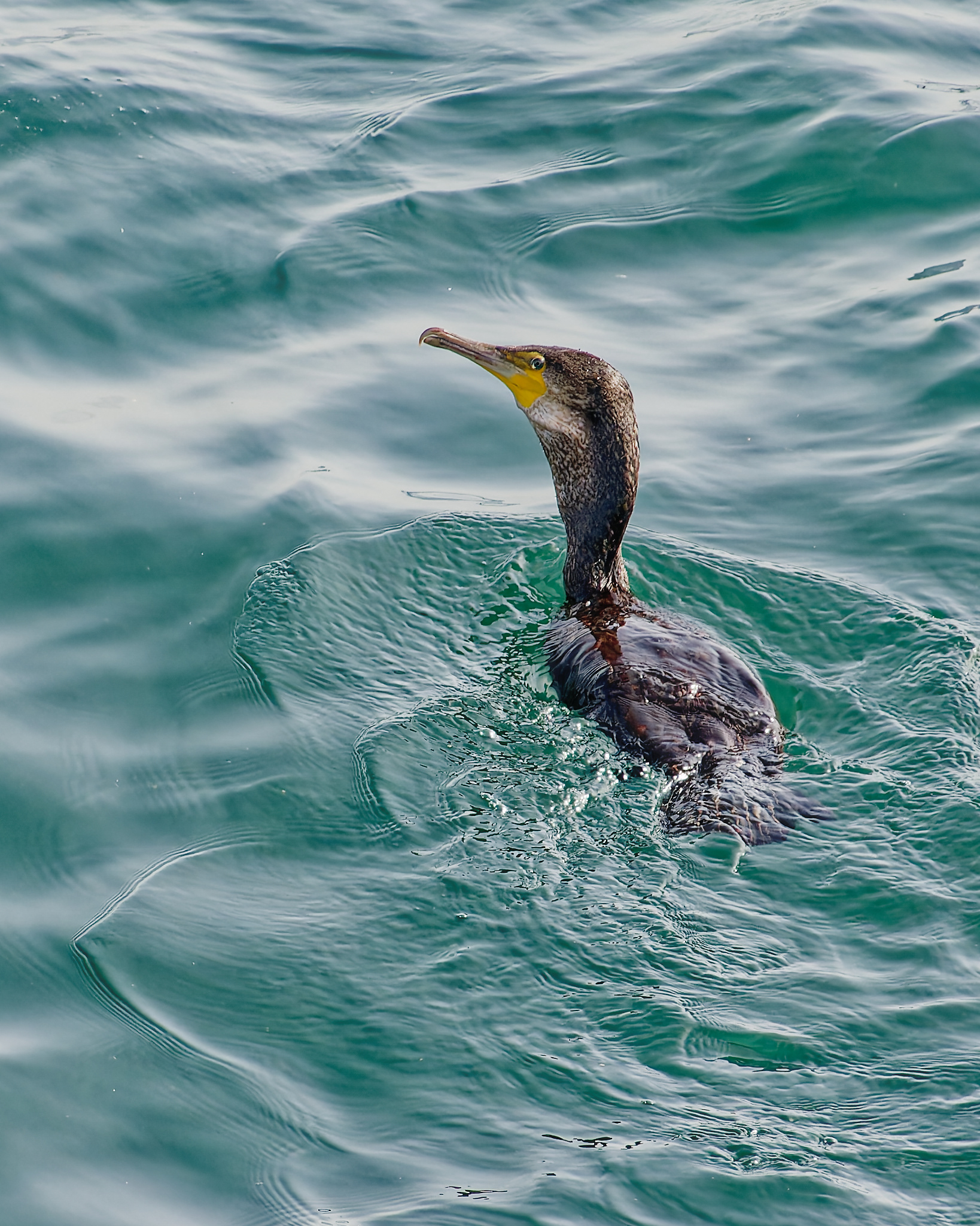 Great Cormorant
