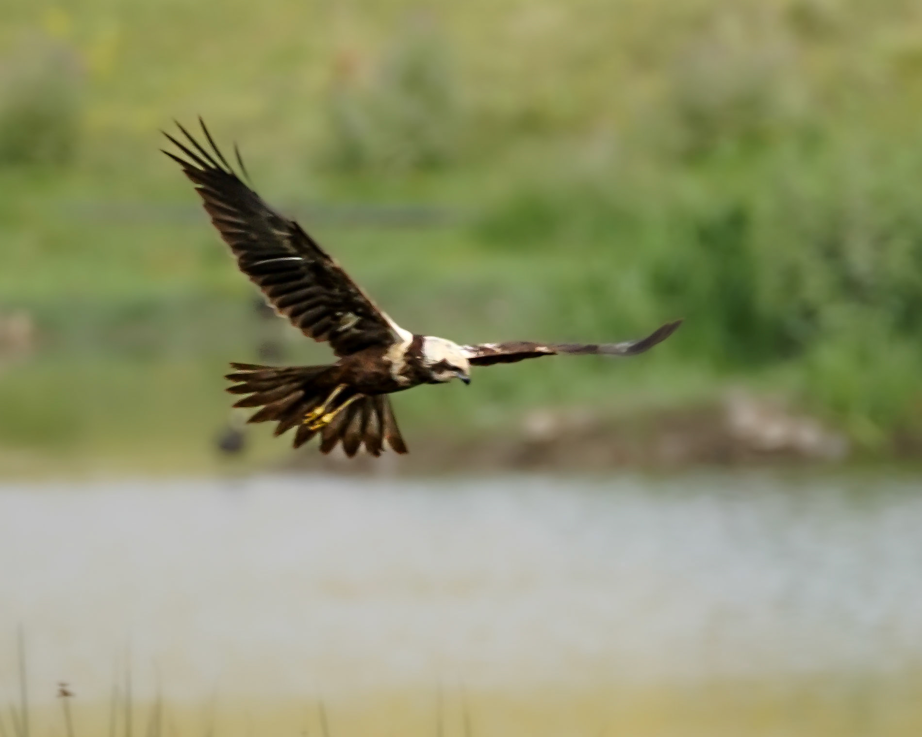 Marsh Harrier