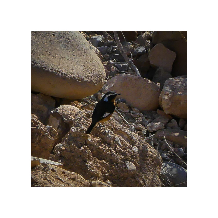 Moussier's Redstart (Phoenicurus moussieri)