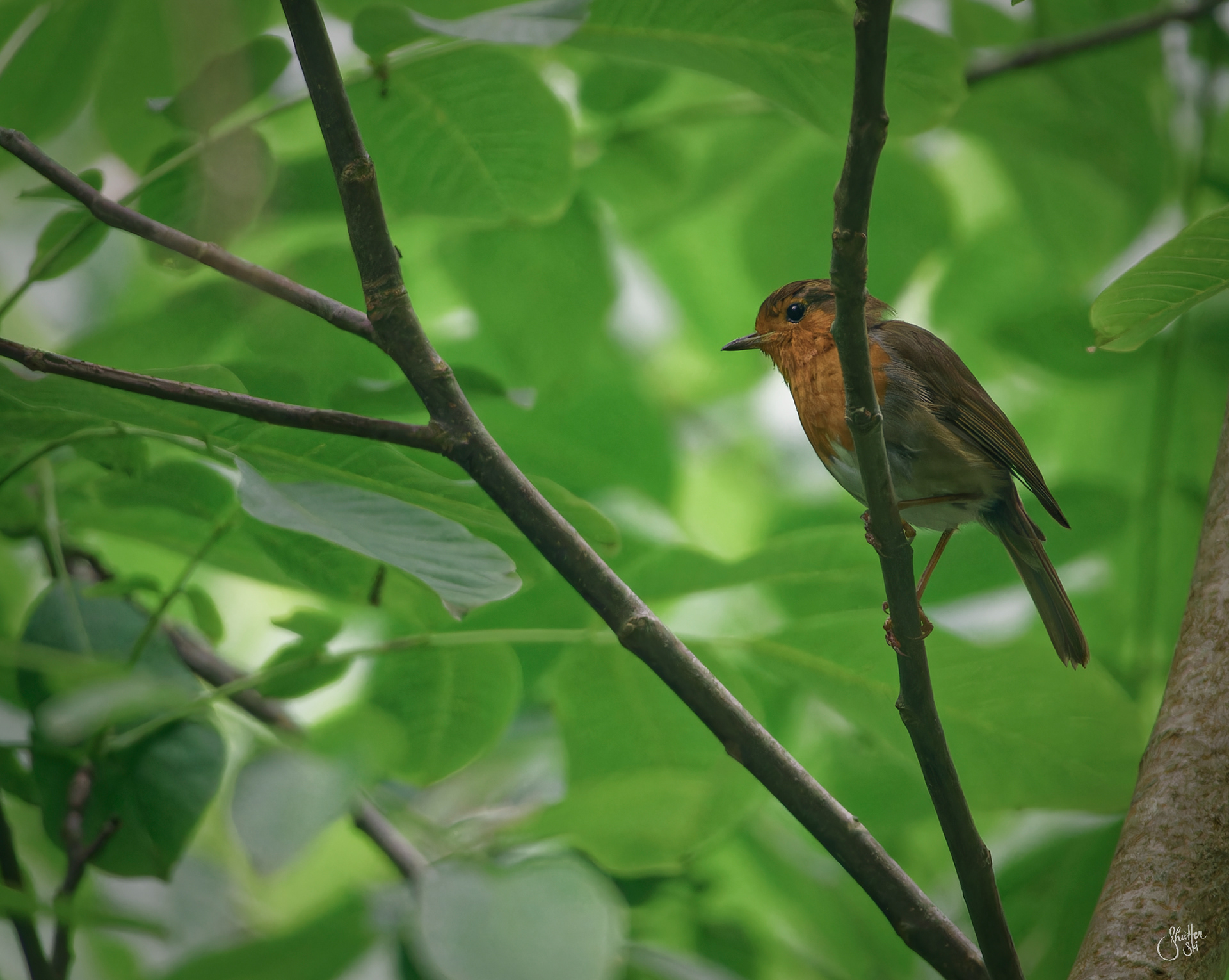 Eurasian Robin