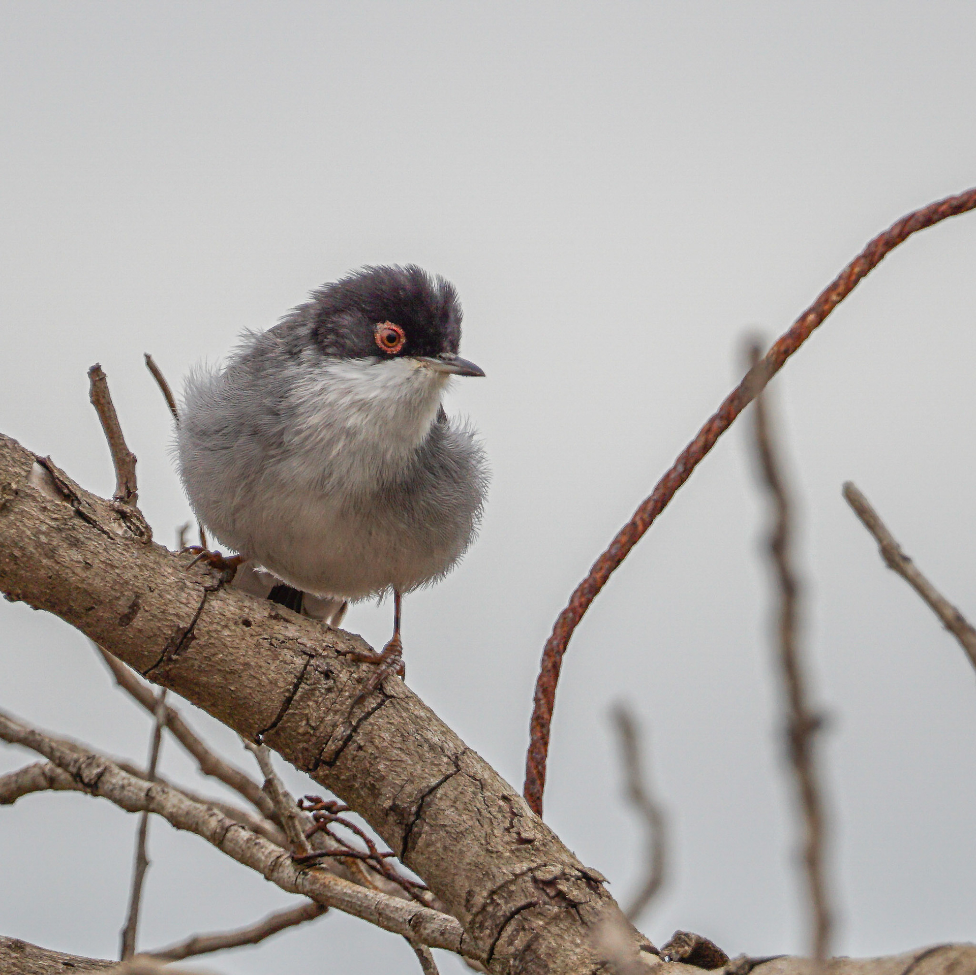 Sardinian Warbler