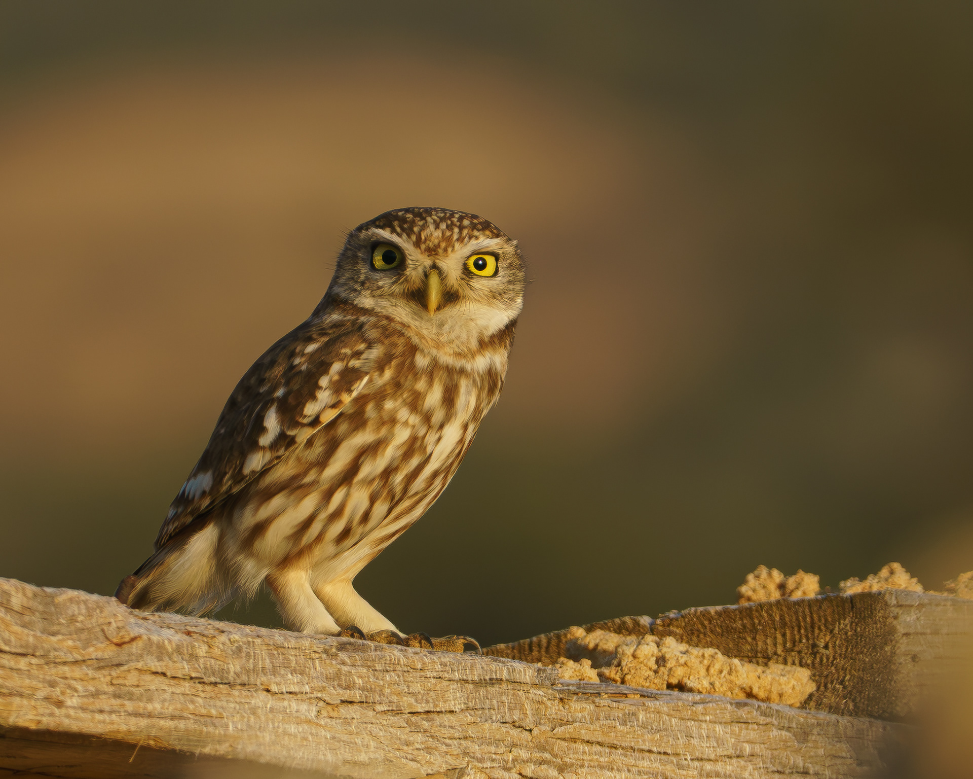 Little Owl