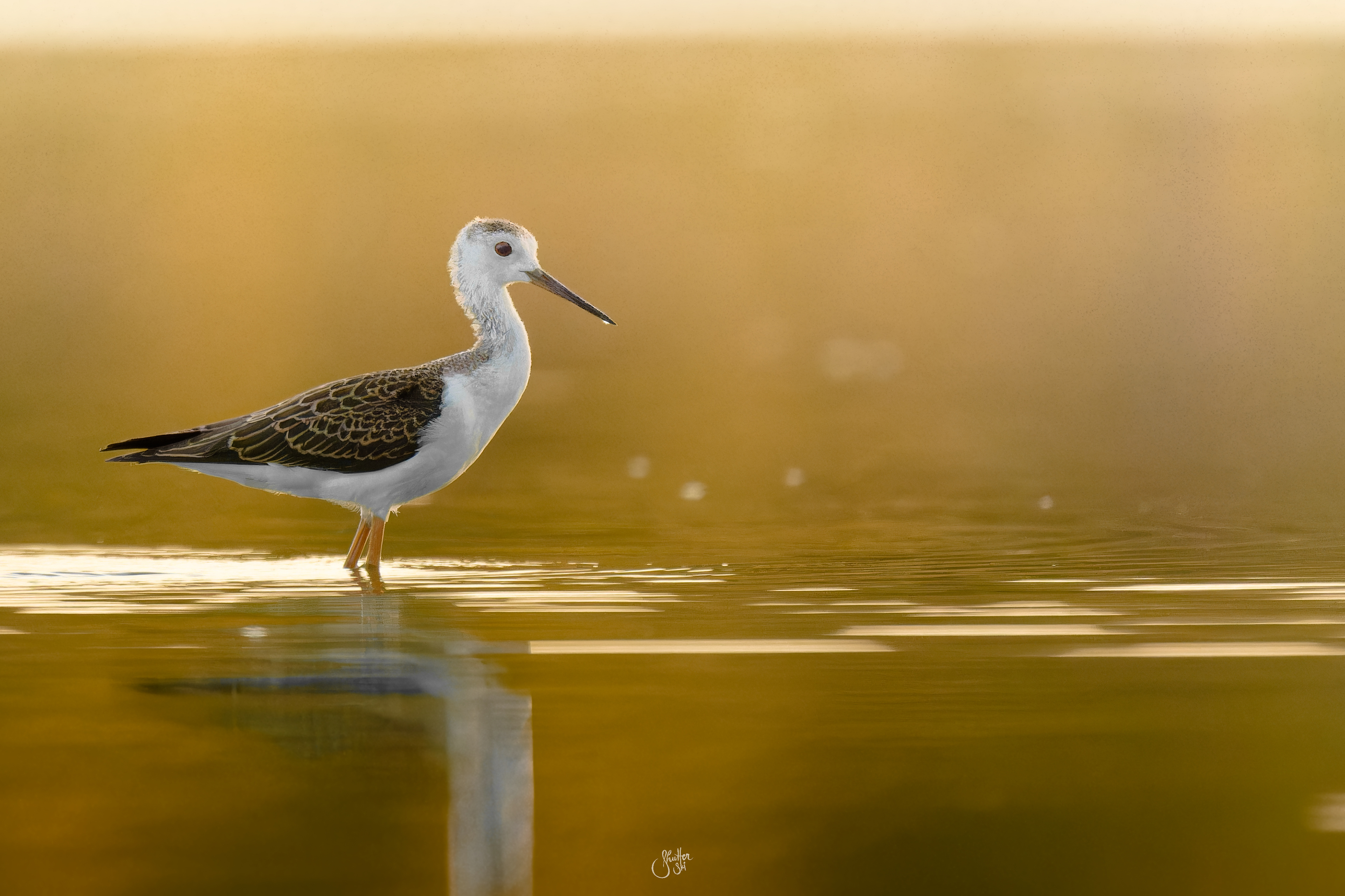 Black-Winged Stilt