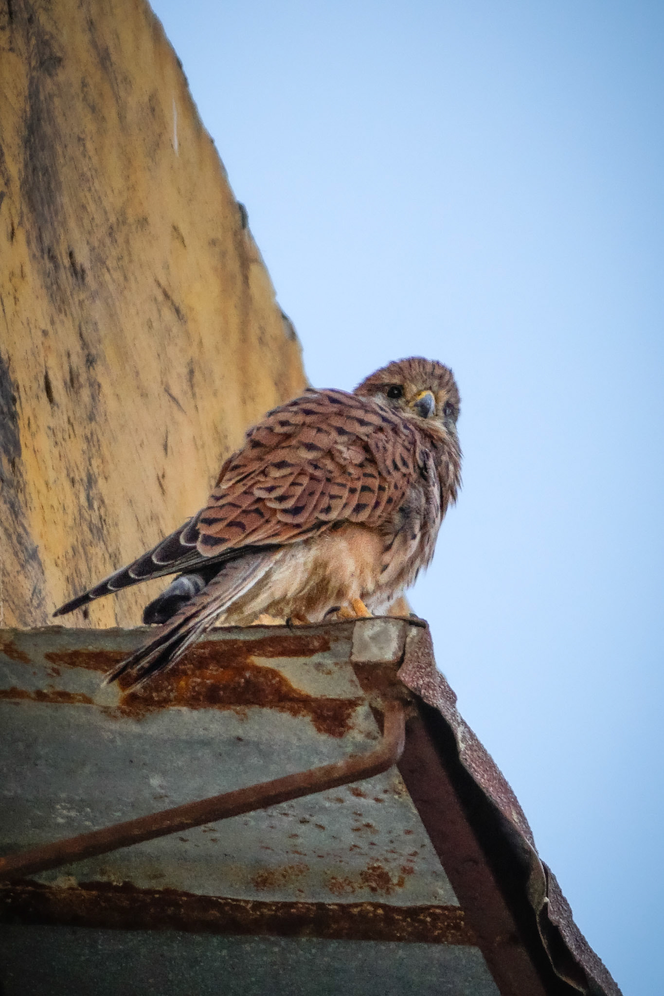 Eurasian Kestrel