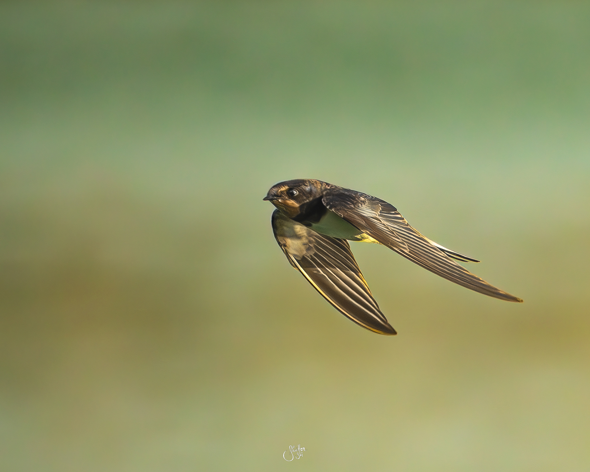 Barn Swallow