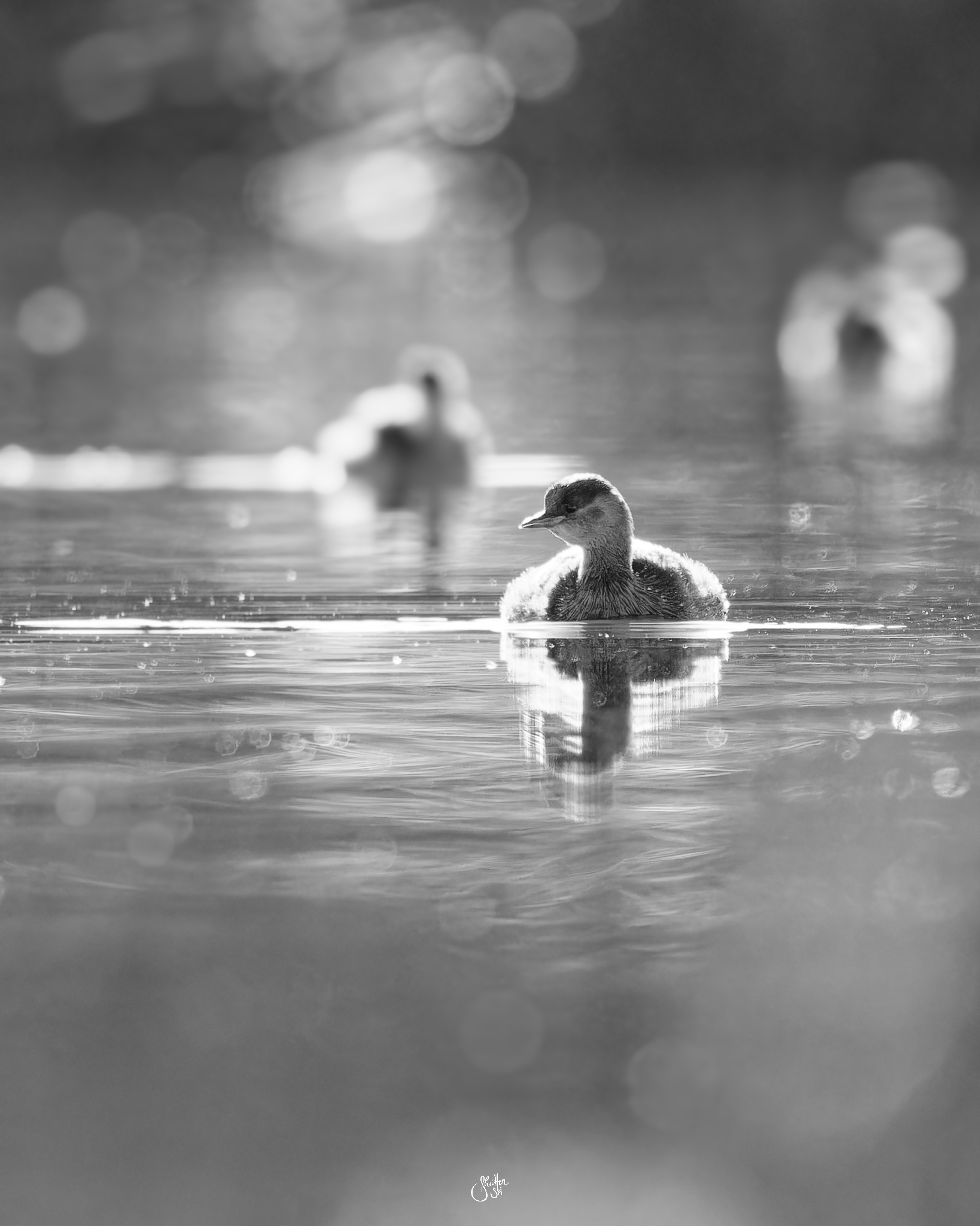 Little Grebe