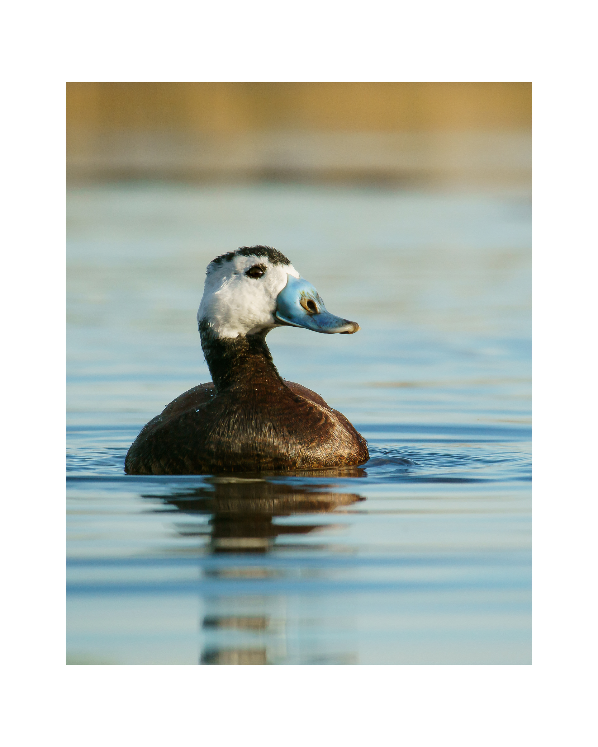 White Headed Duck (Oxyura leucocephala)