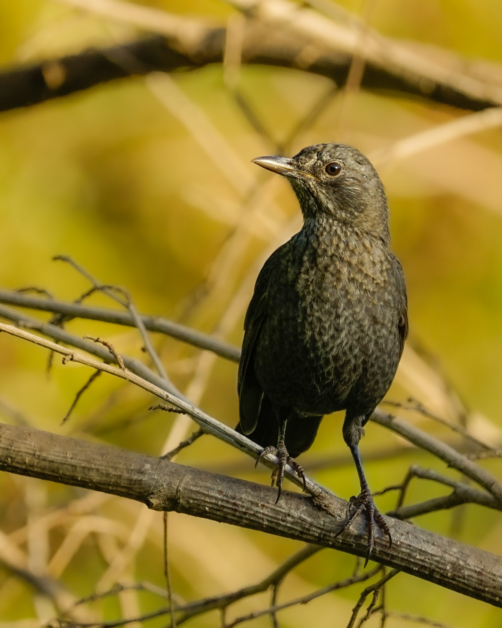 Common Blackbird
