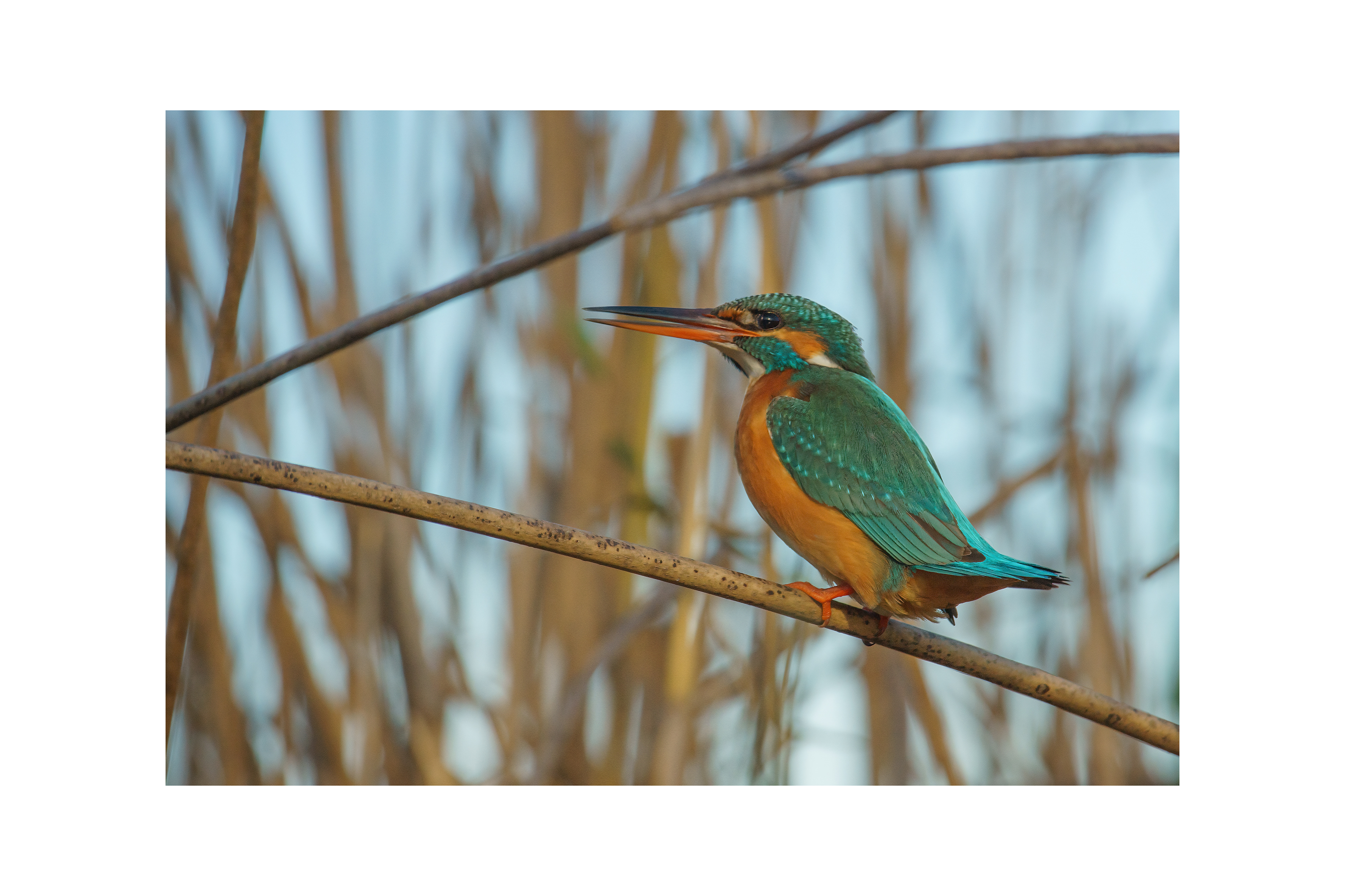 Common Kingfisher (Alcedo atthis)