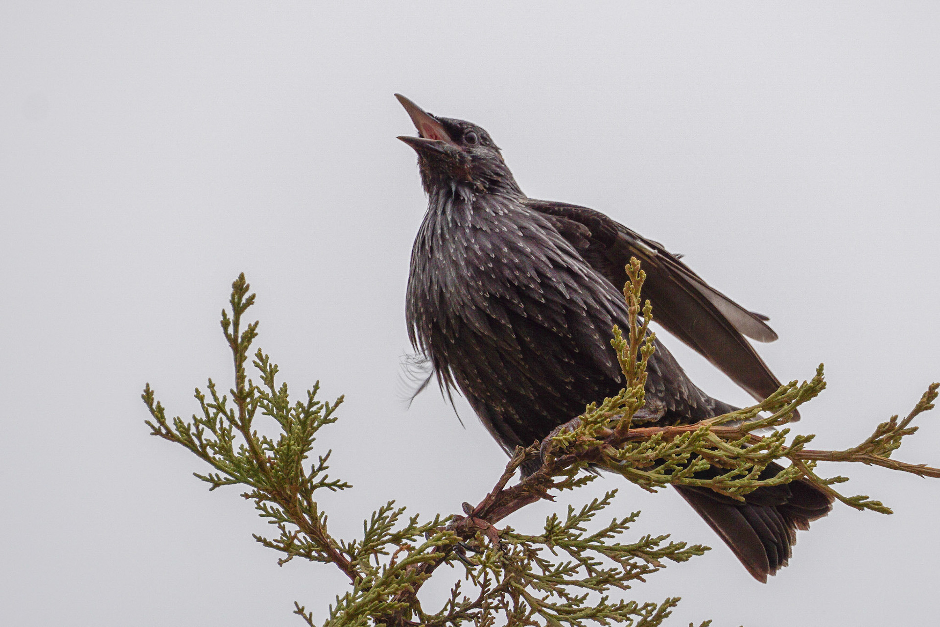 Common Starling