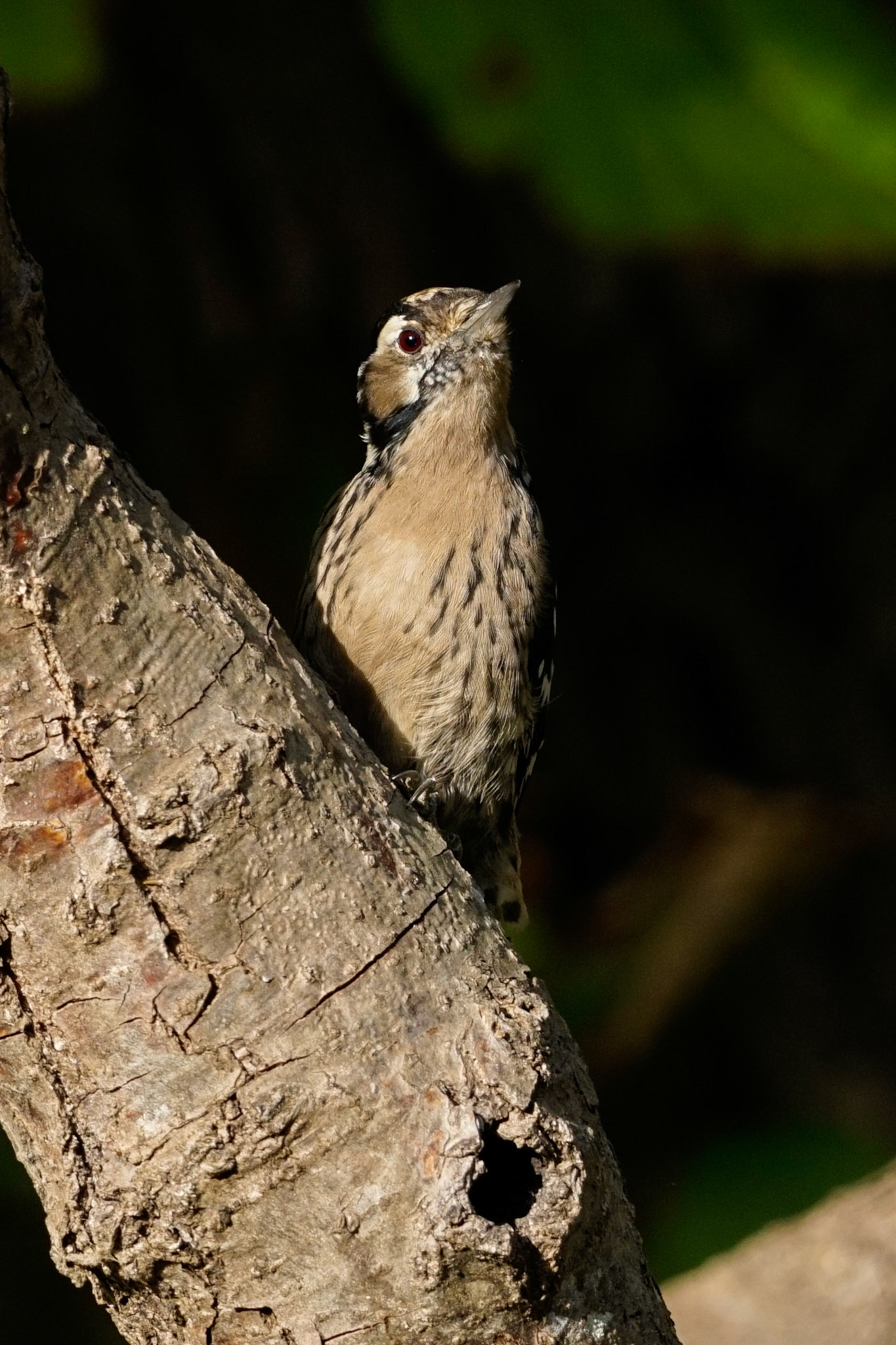 Lesser Spotted Woodpecker 