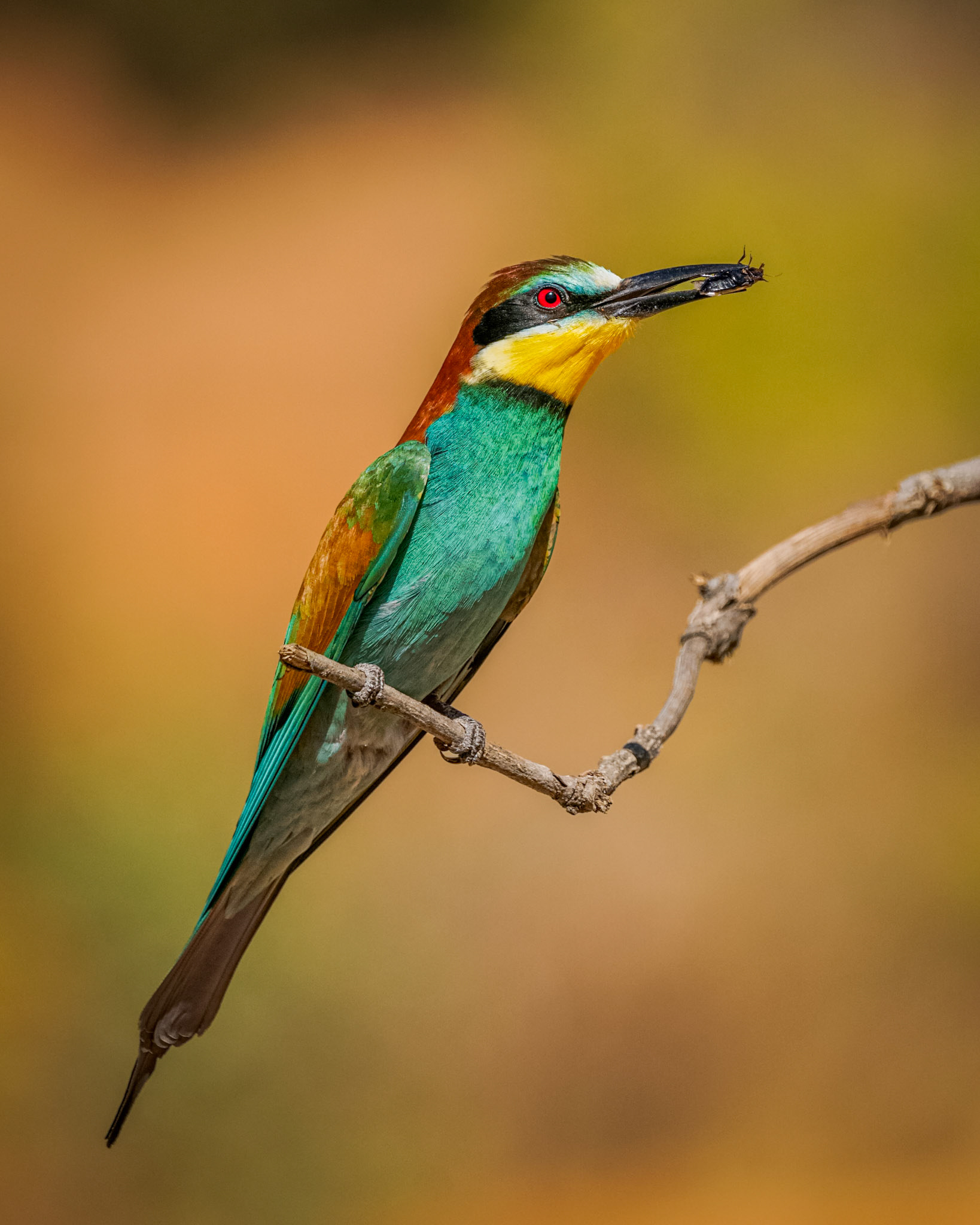 Eurasian Bee-Eater