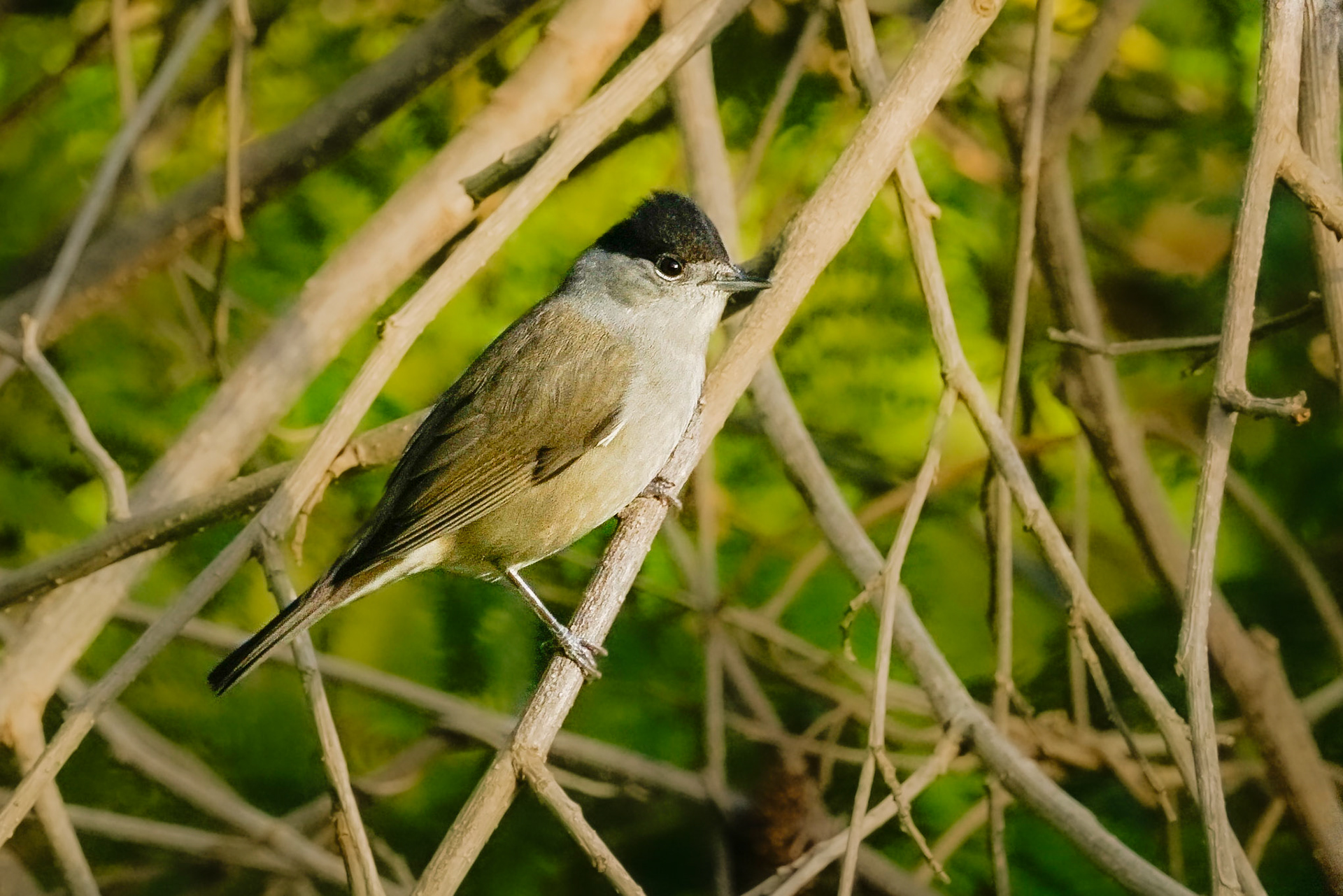 Eurasian BlackCap