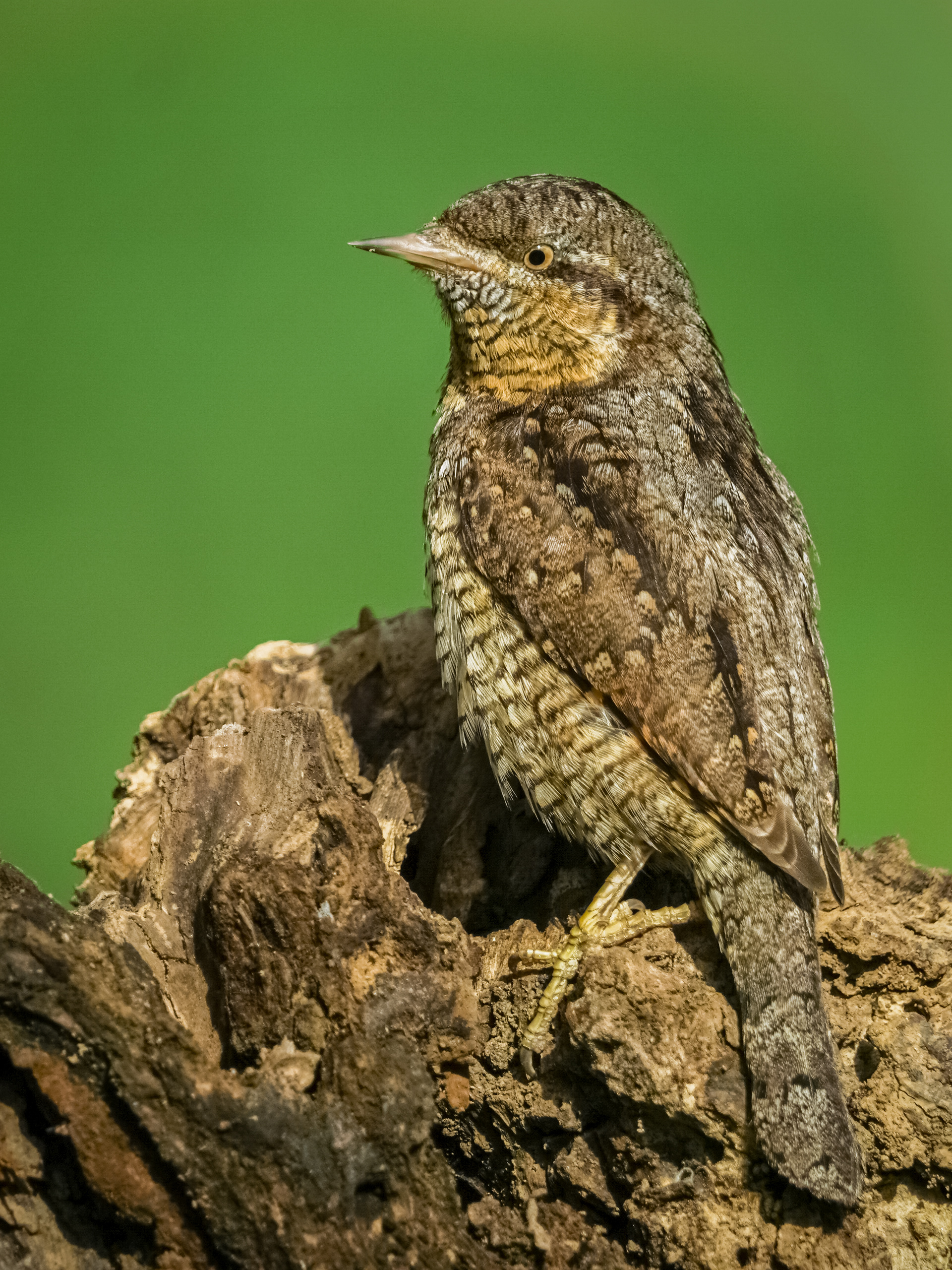 Eurasian Wryneck (Jynx torquilla)