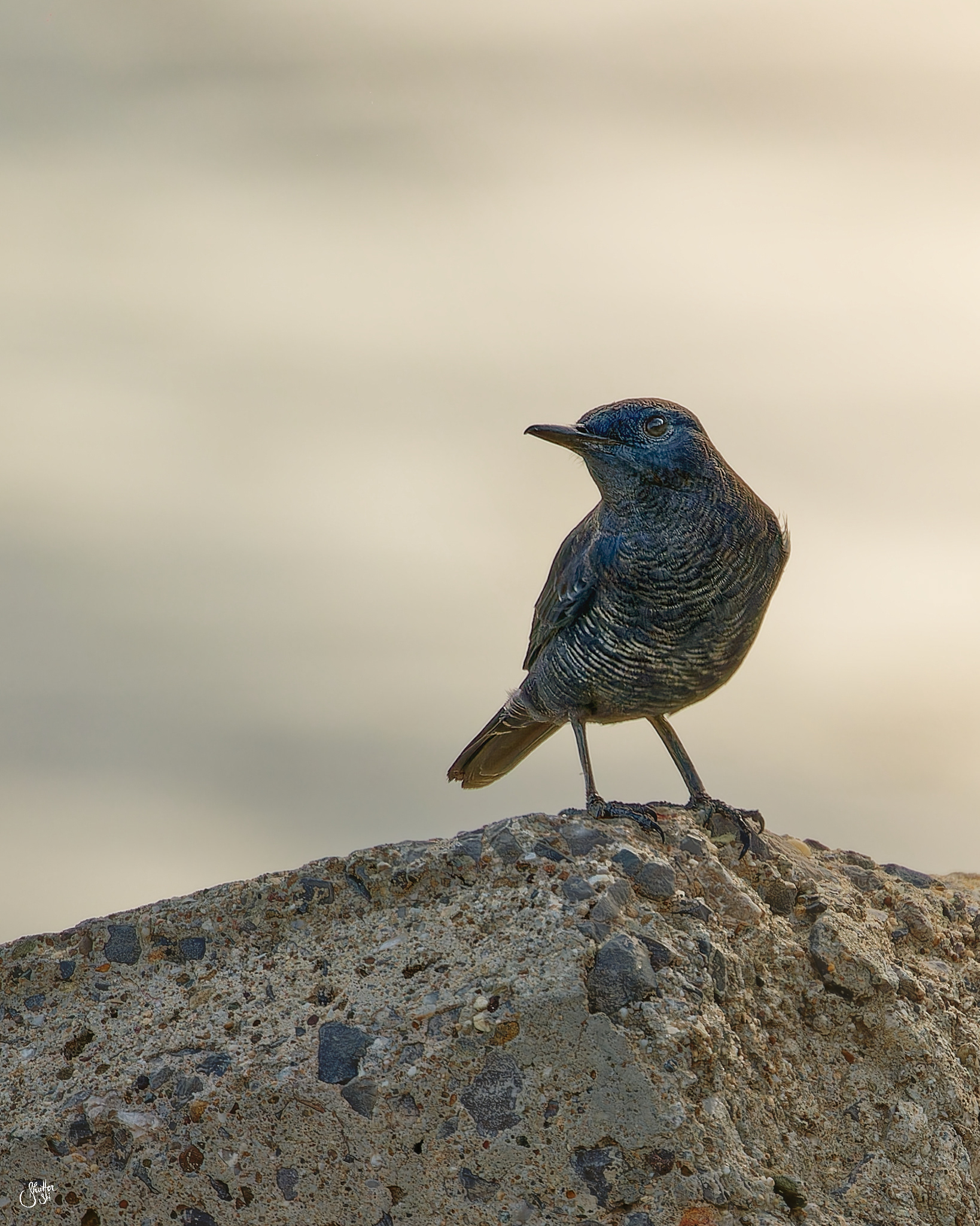 Blue Rock Thrush