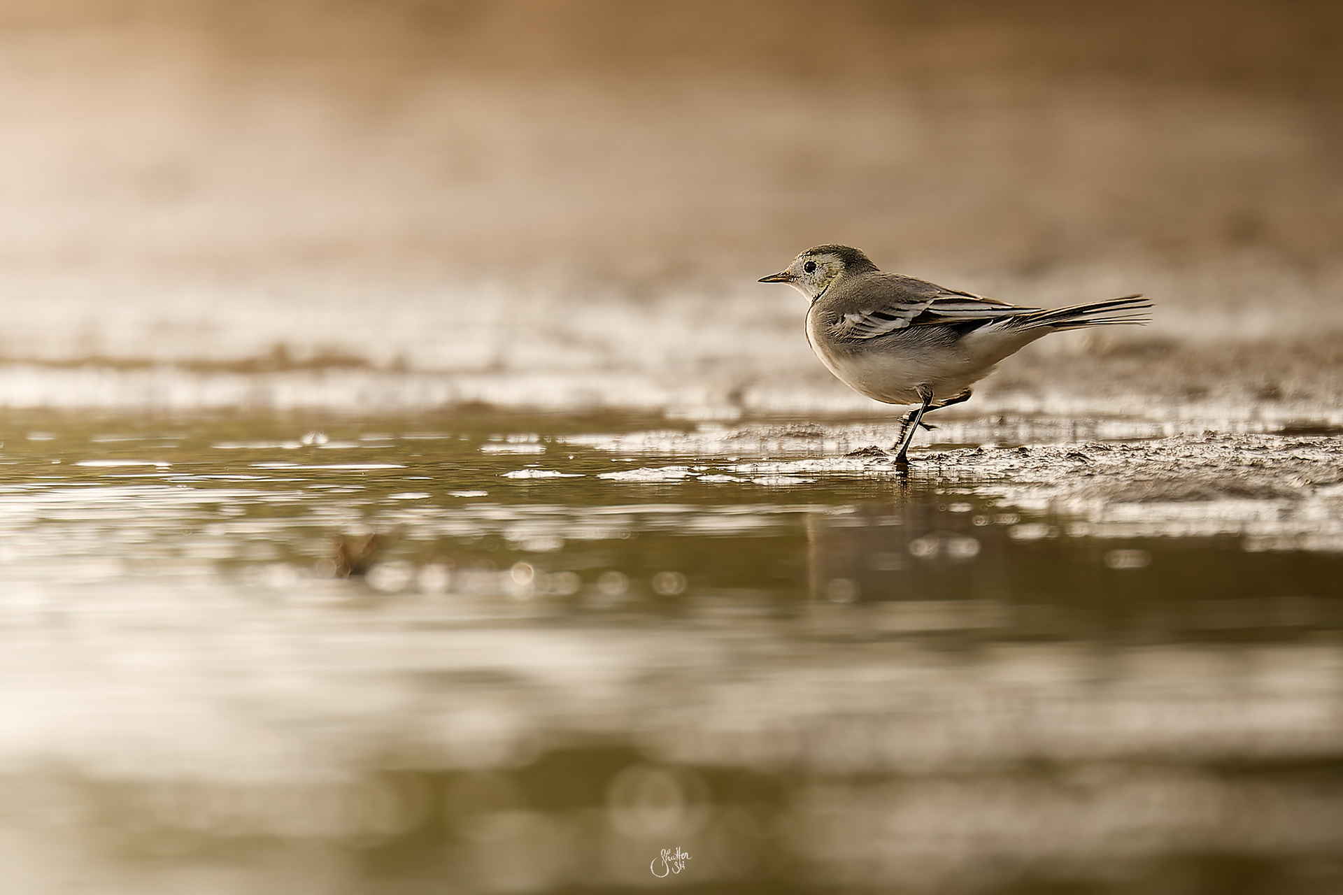 White Wagtail