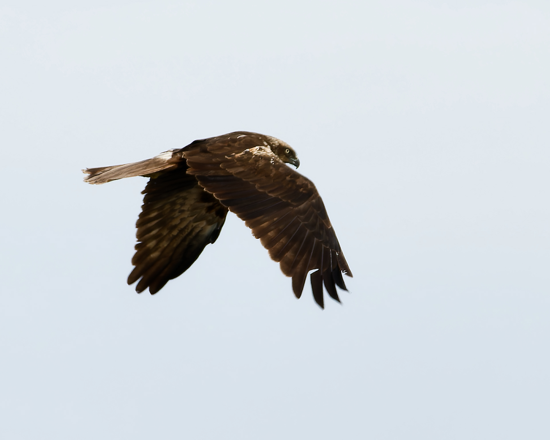 Northern Marsh Harrier