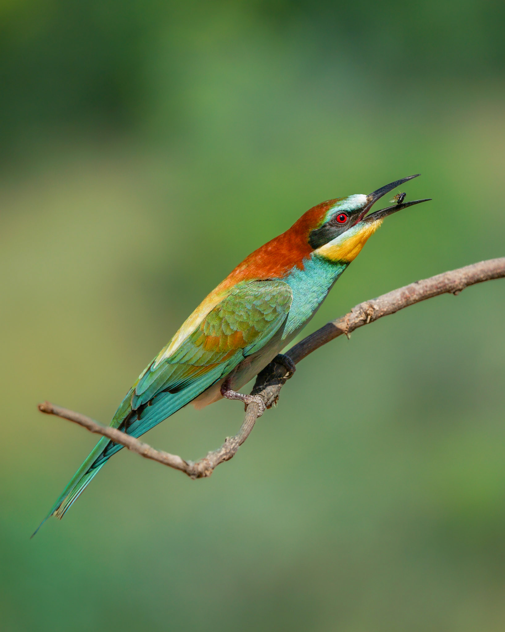 Eurasian Bee-Eater