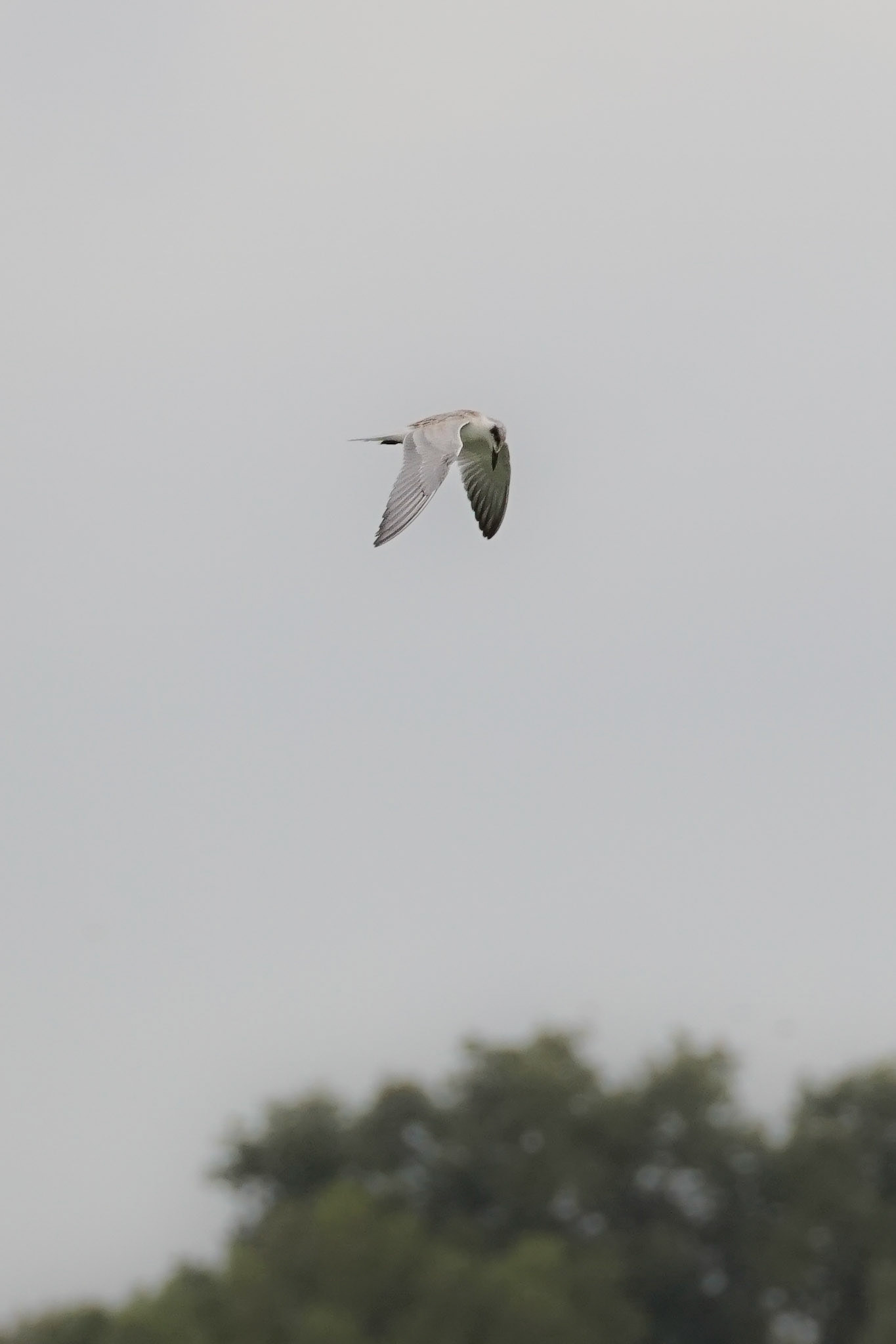 Common Tern