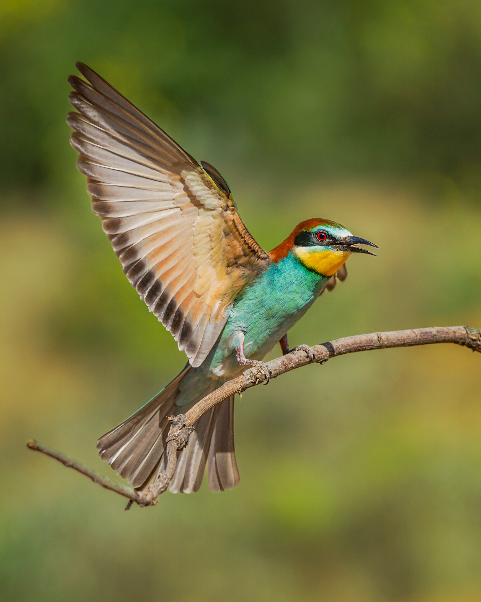Eurasian Bee-Eater