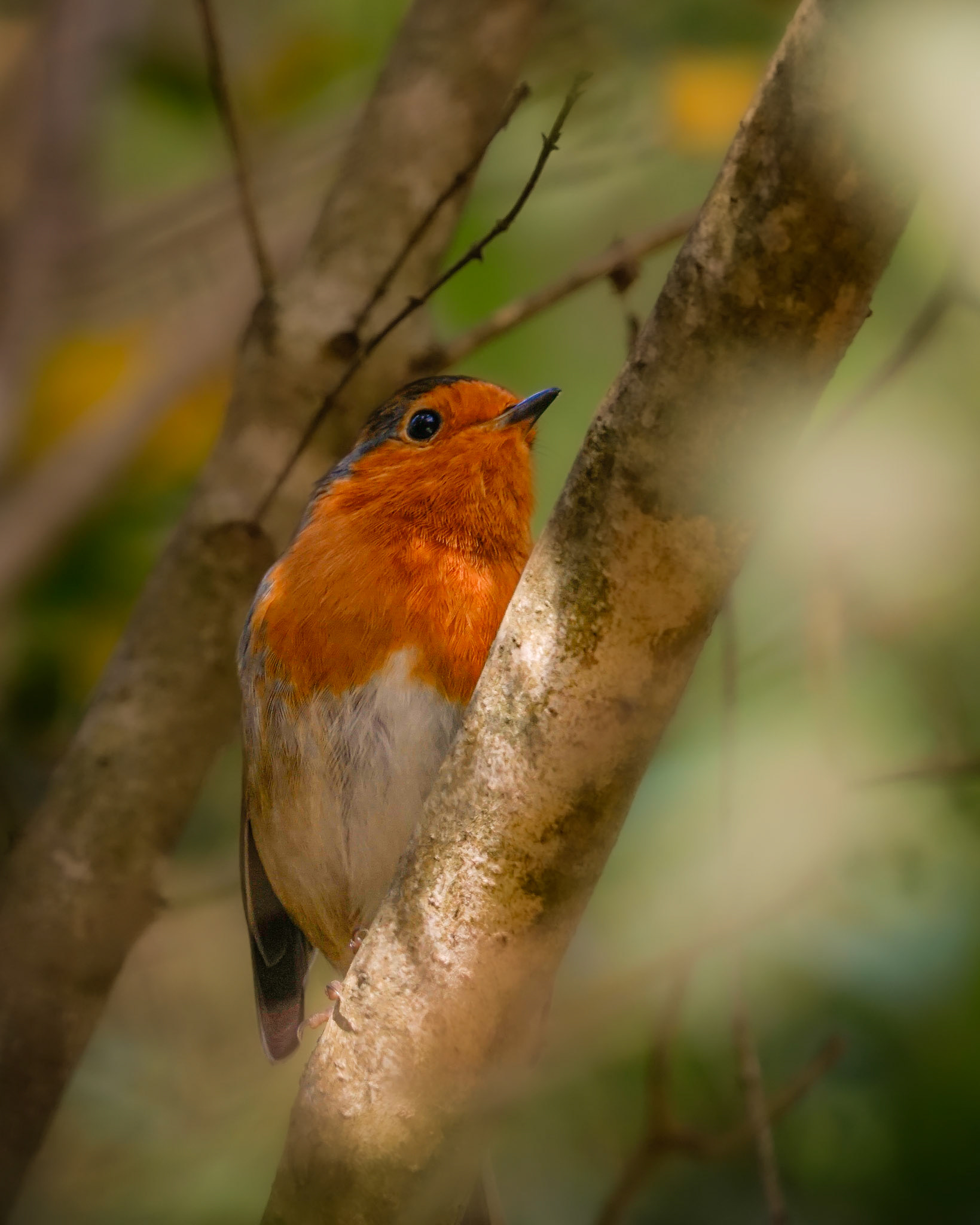 European Robin