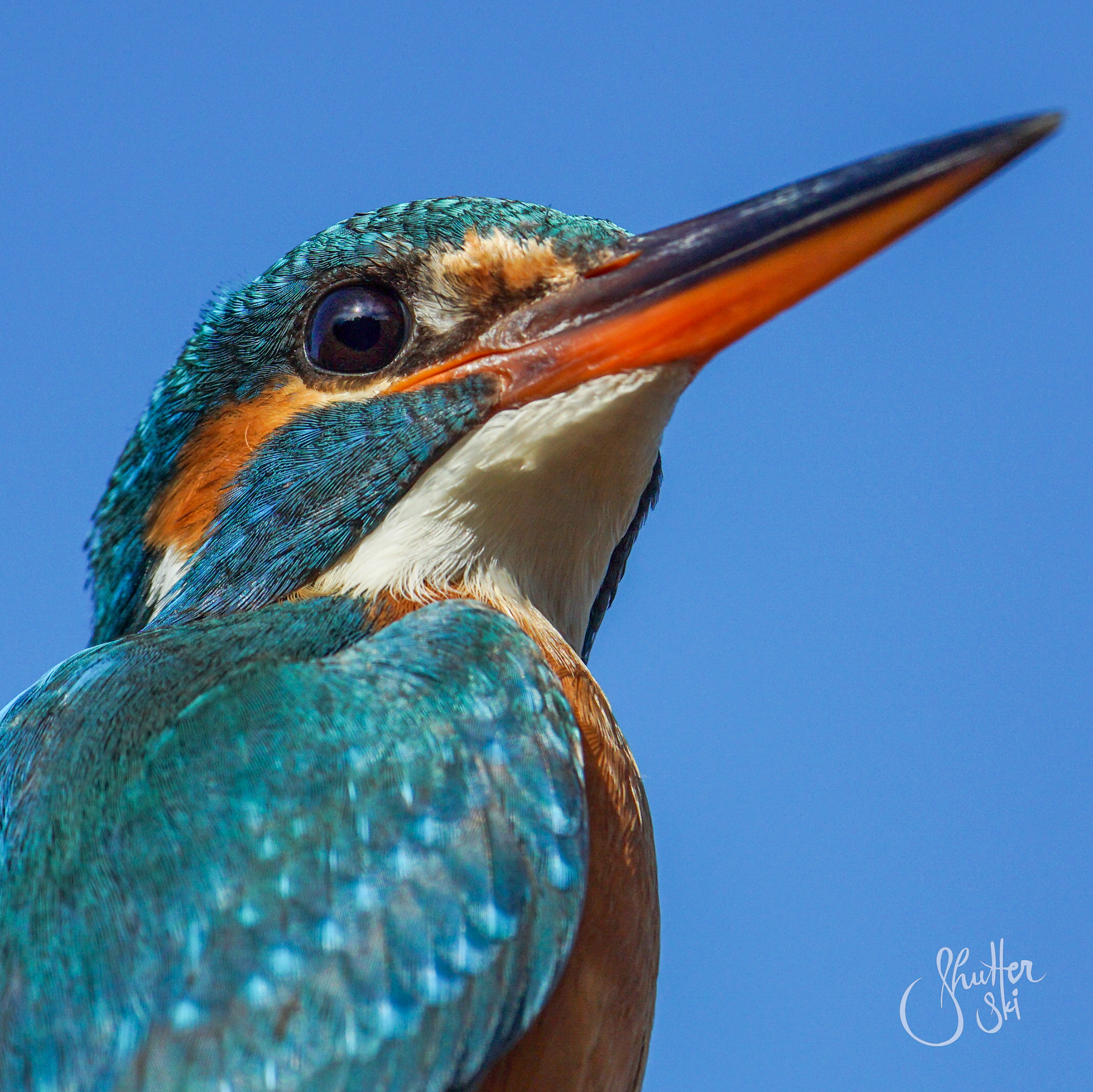 Common Kingfisher (Alcedo atthis)