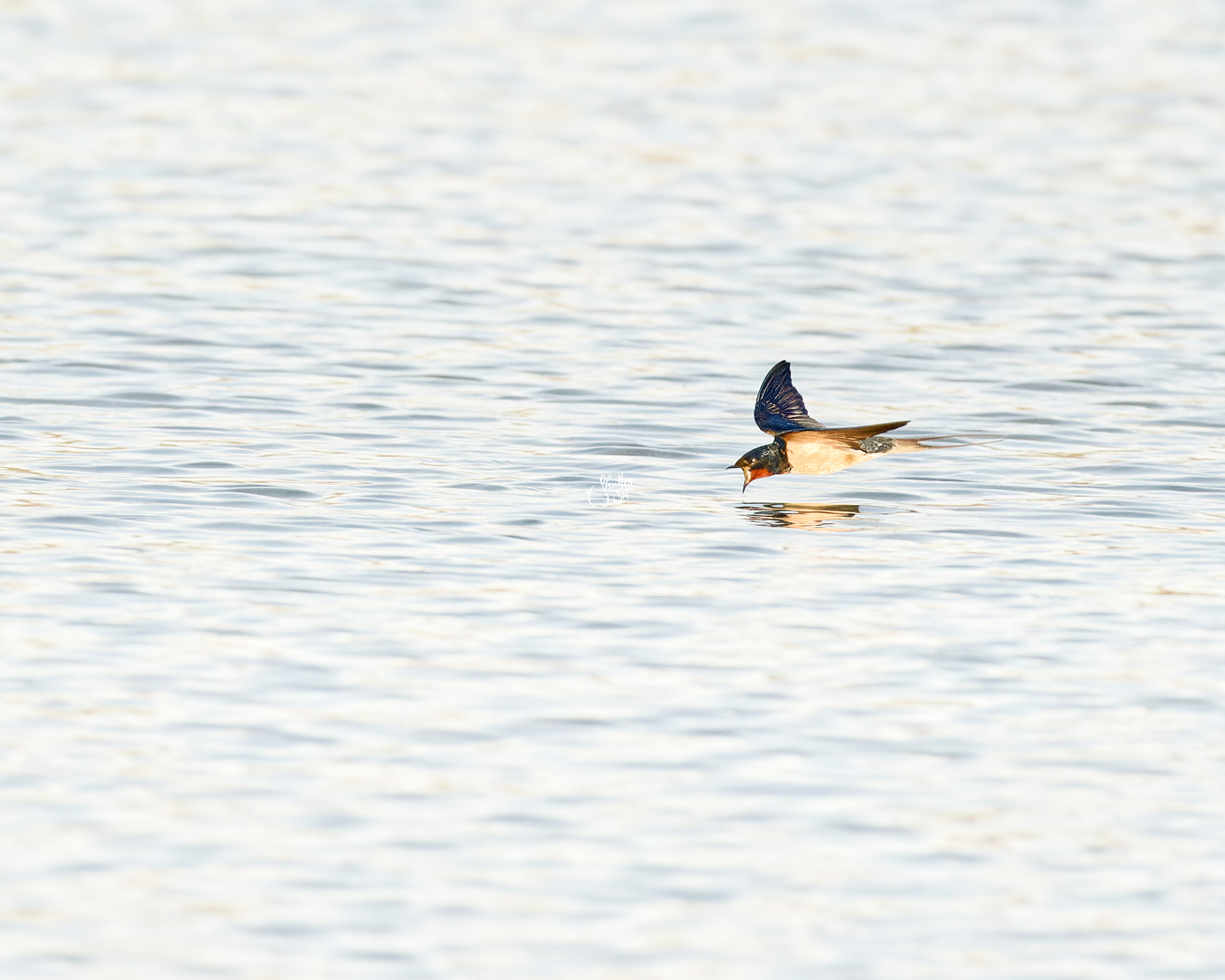 Barn Swallow in-flight