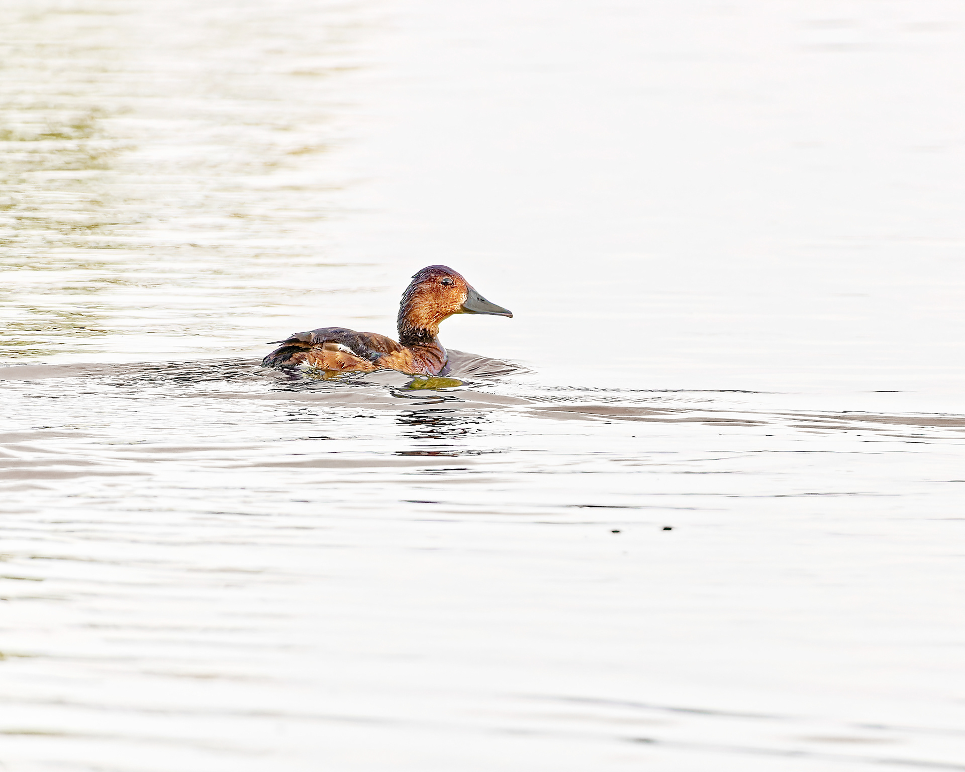 Ferruguinous Duck