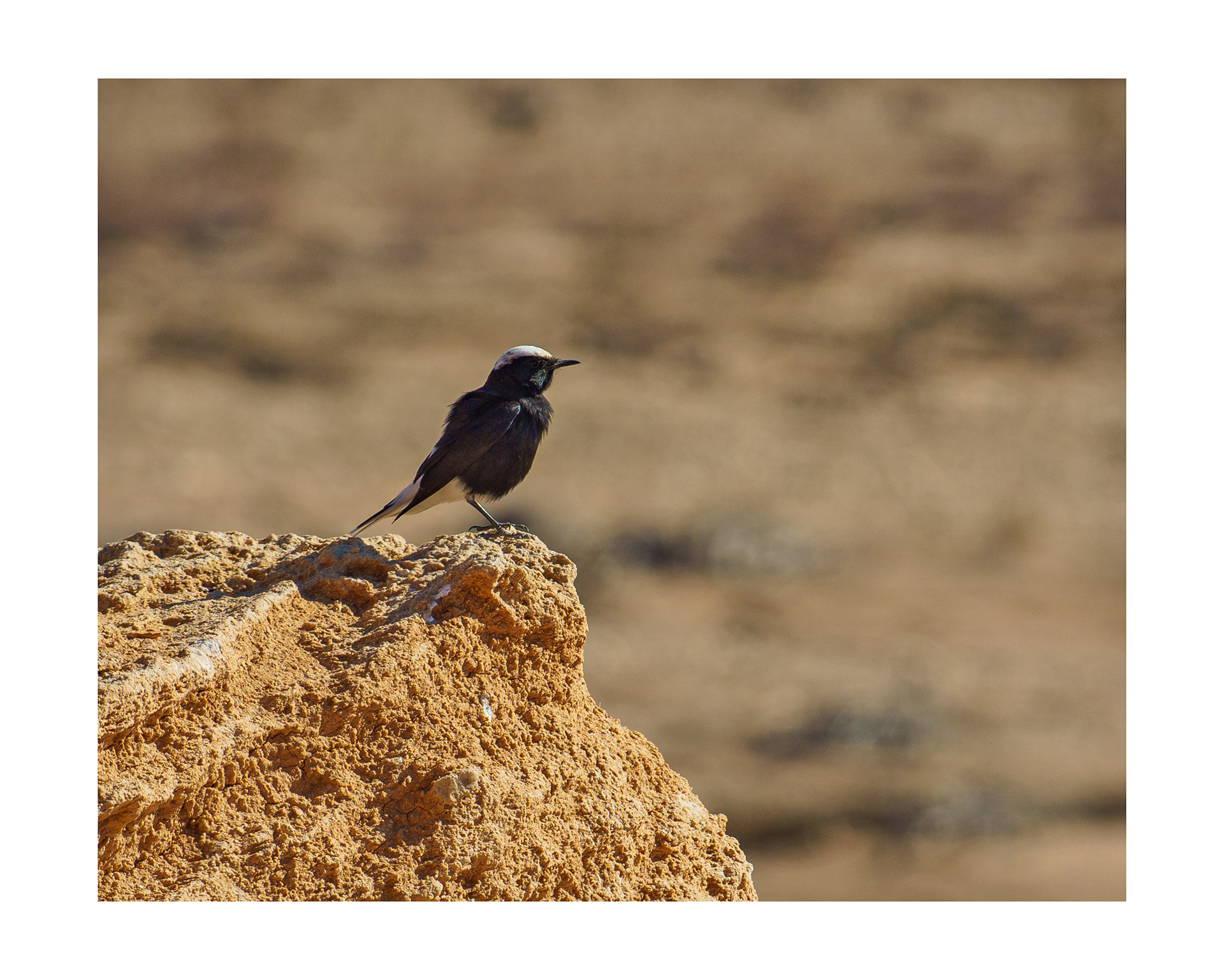 Wheatear-crowned White (Oenanthe leucopyga)