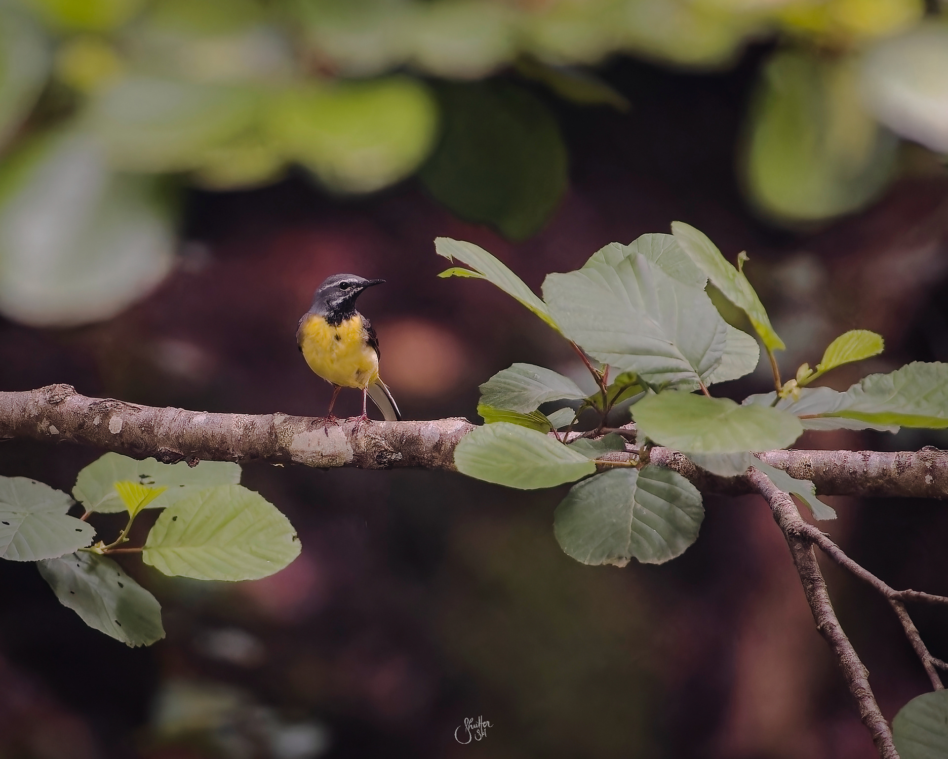 Gray Wagtail