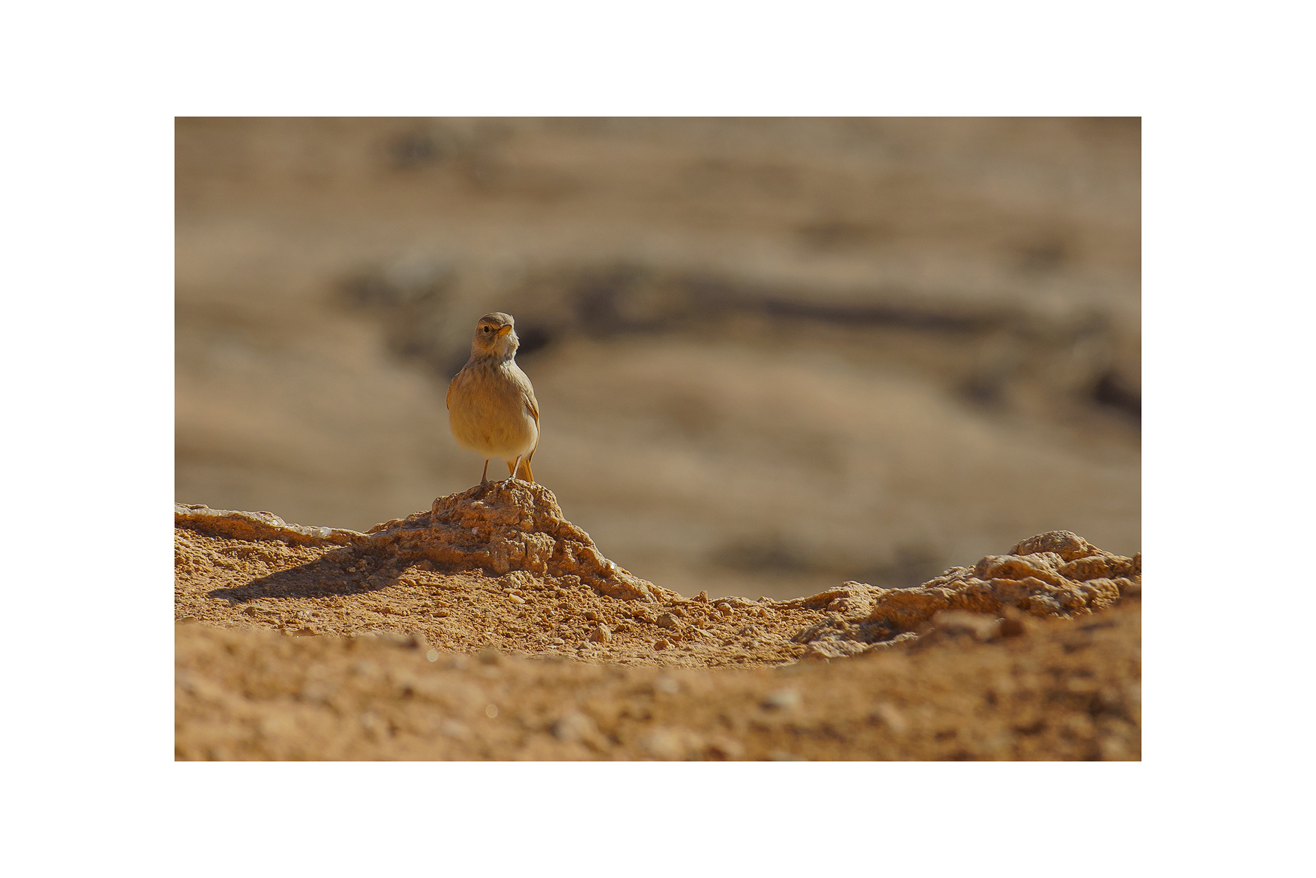 Desert Lark (Ammomanes deserti)