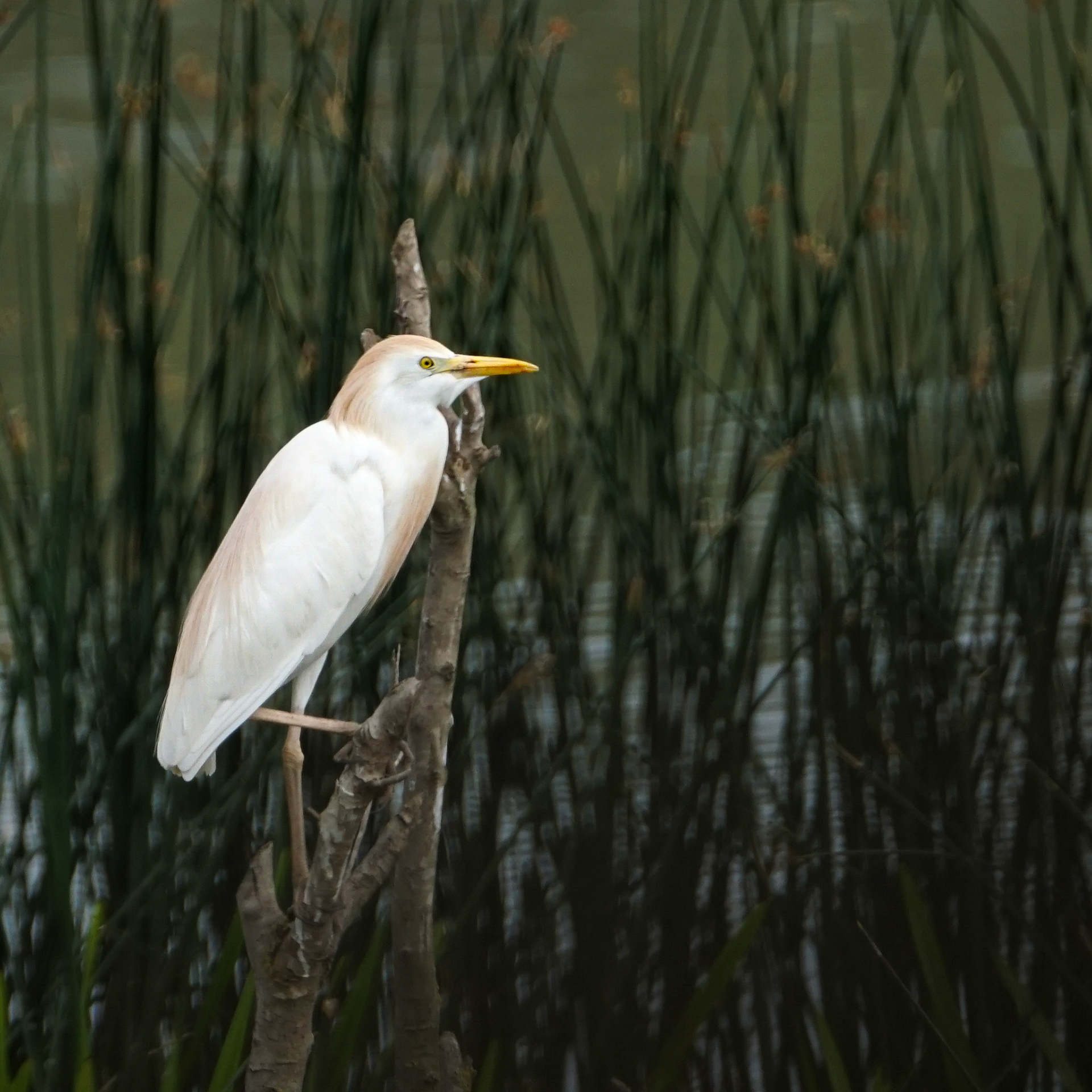 Cattle Egret