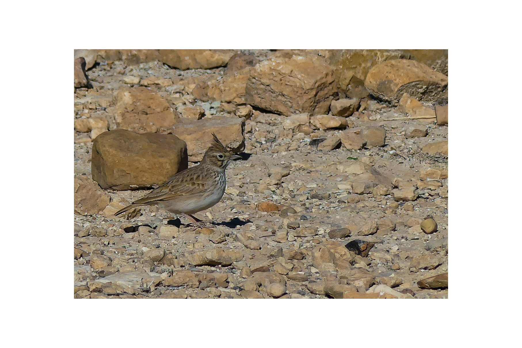 Crested Lark (Galerida Cristata)