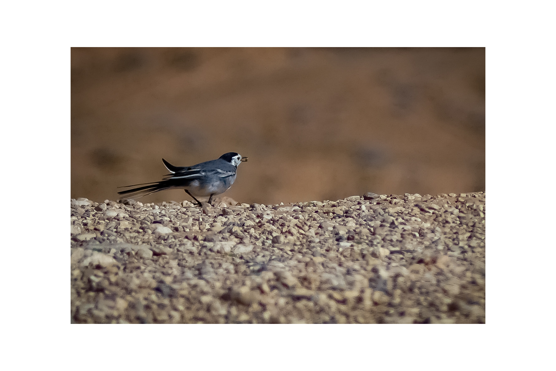 White Wagtail (Motacilla alba)