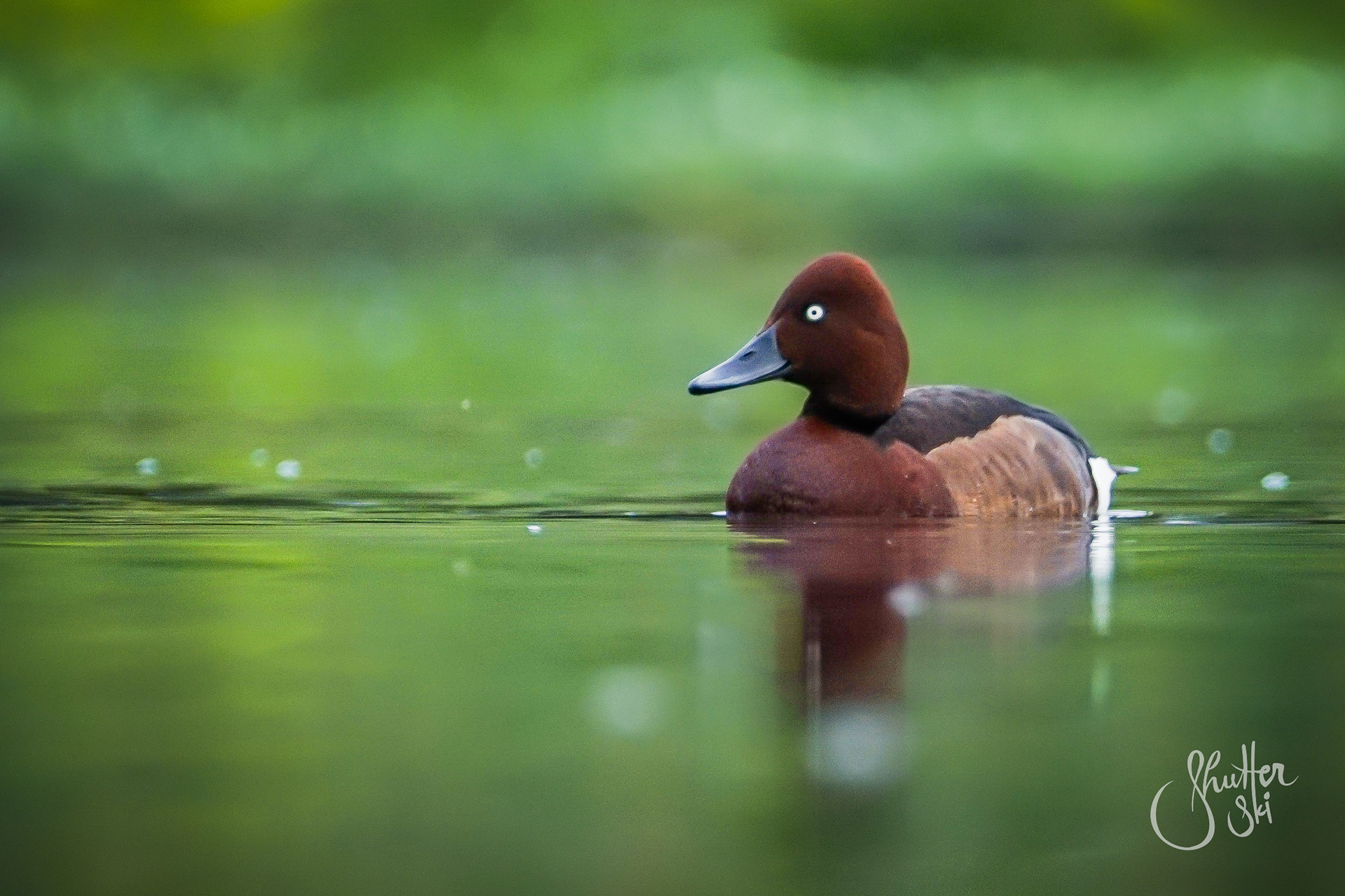 Ferruginous duck (Aythya nyroca)