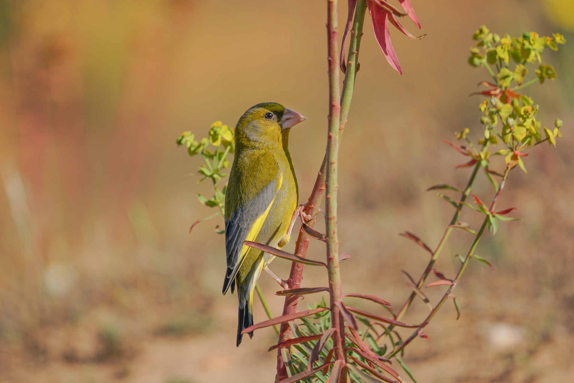 European Greenfinch