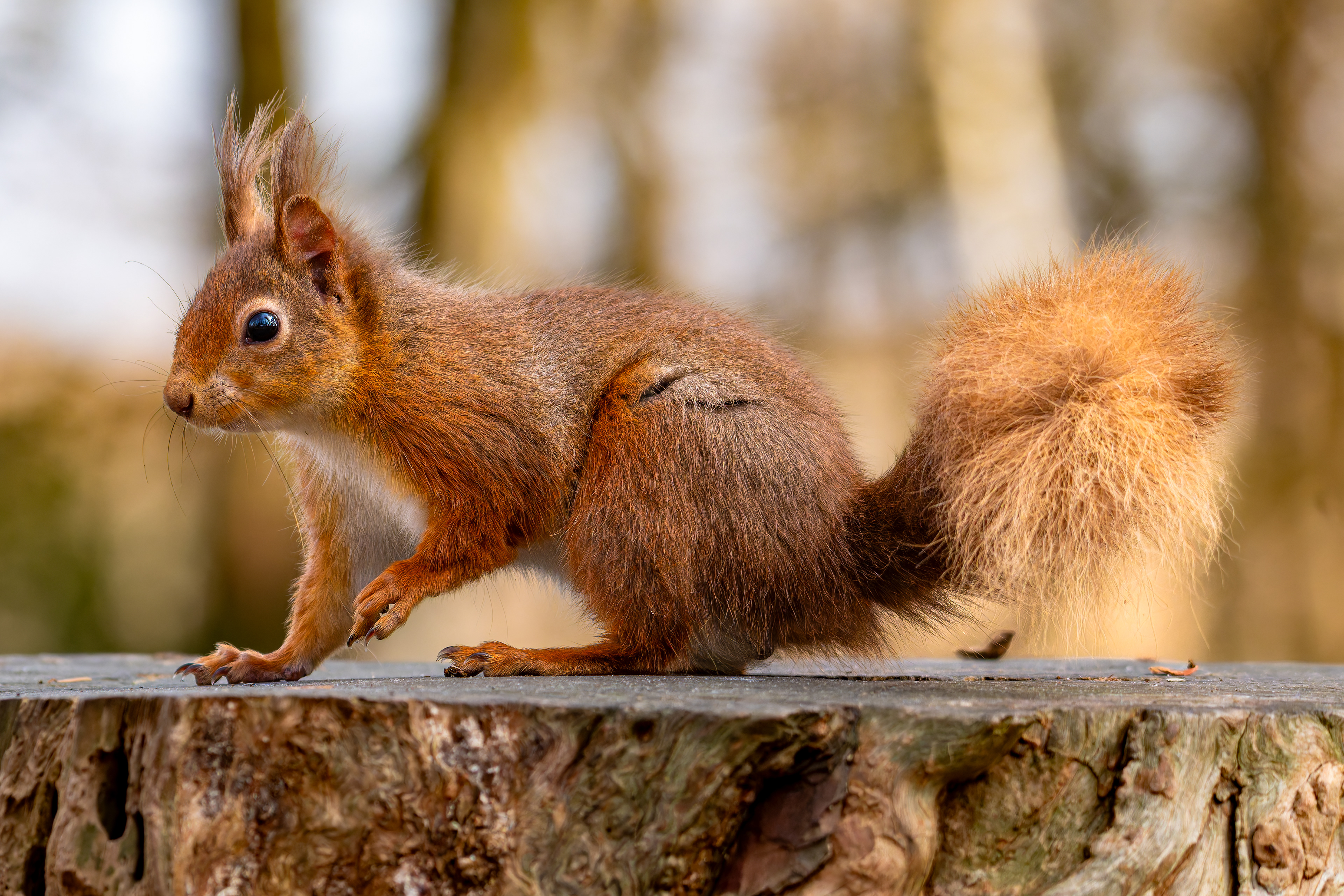 Red Squirrel